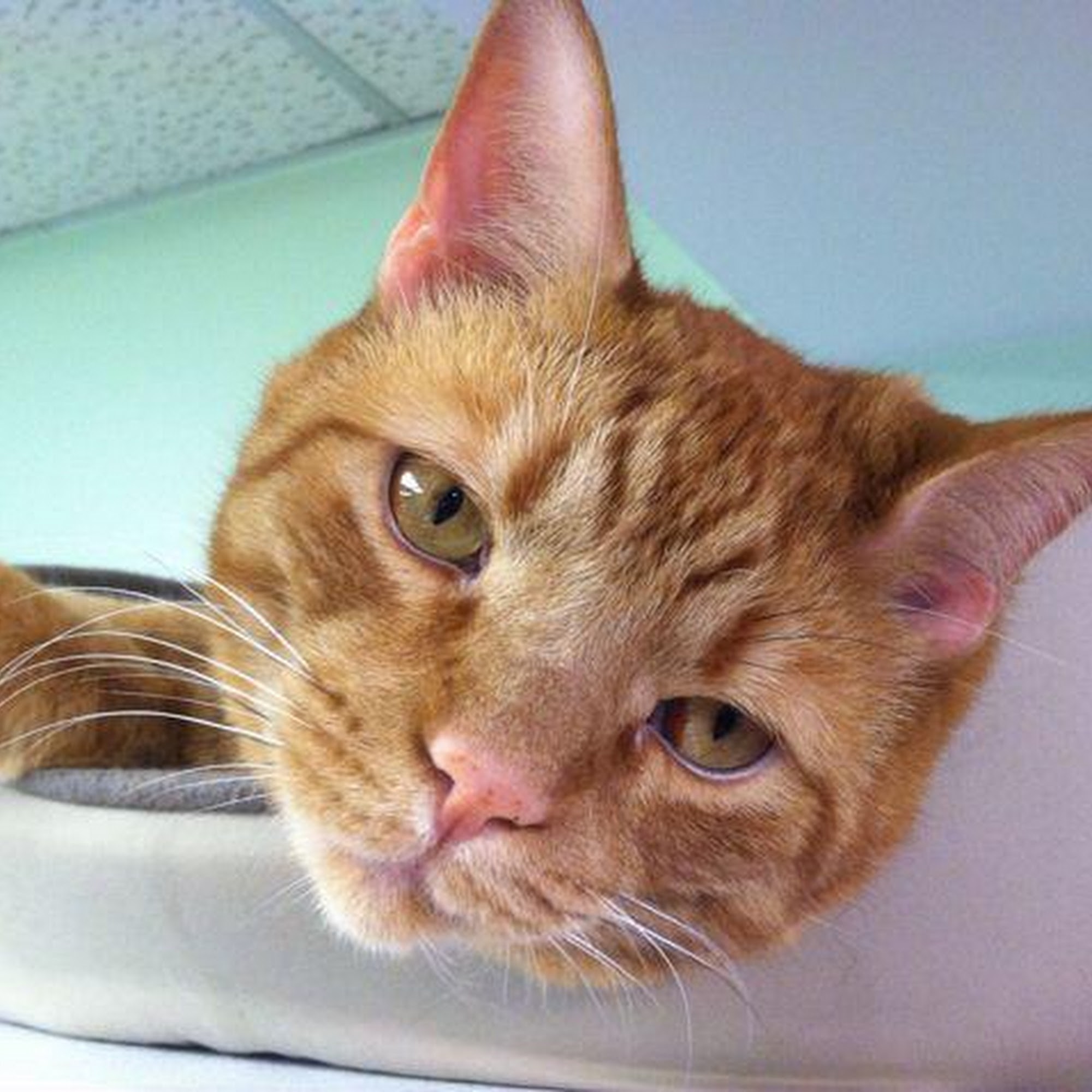 College Park Animal Hospital College Park