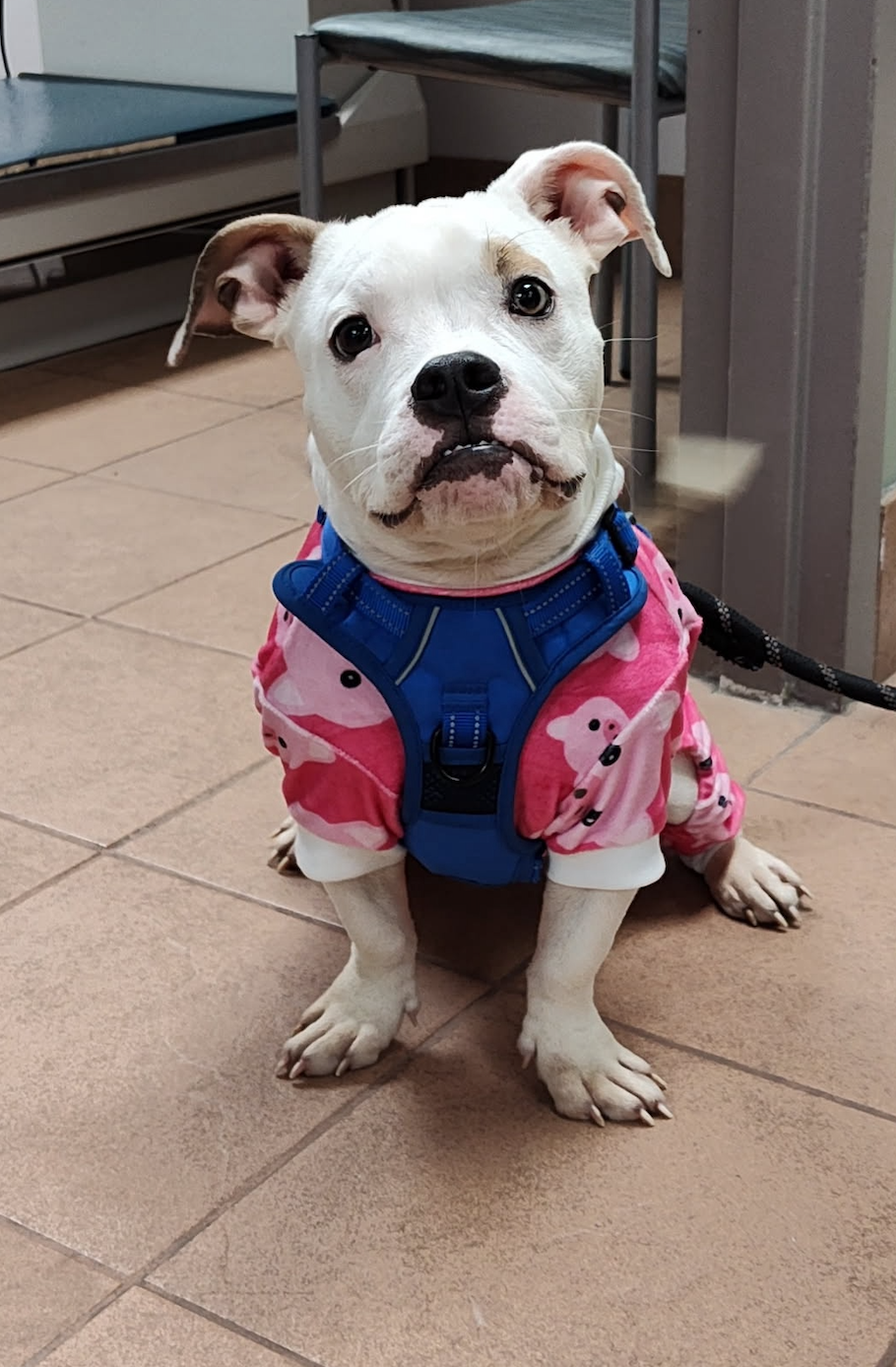 VCA Columbia Animal Hospital at Hickory Ridge Columbia