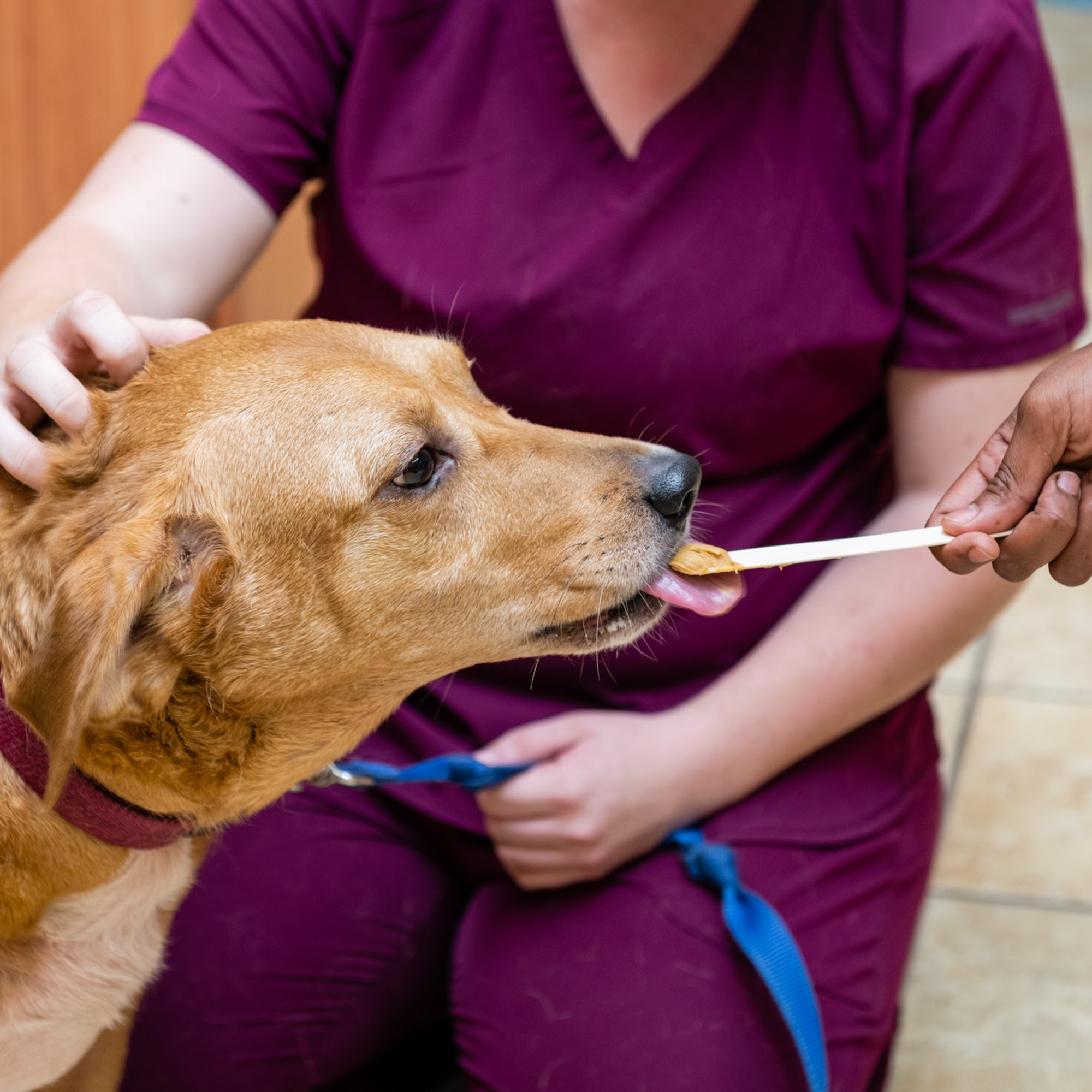 Freetown Animal Hospital Columbia