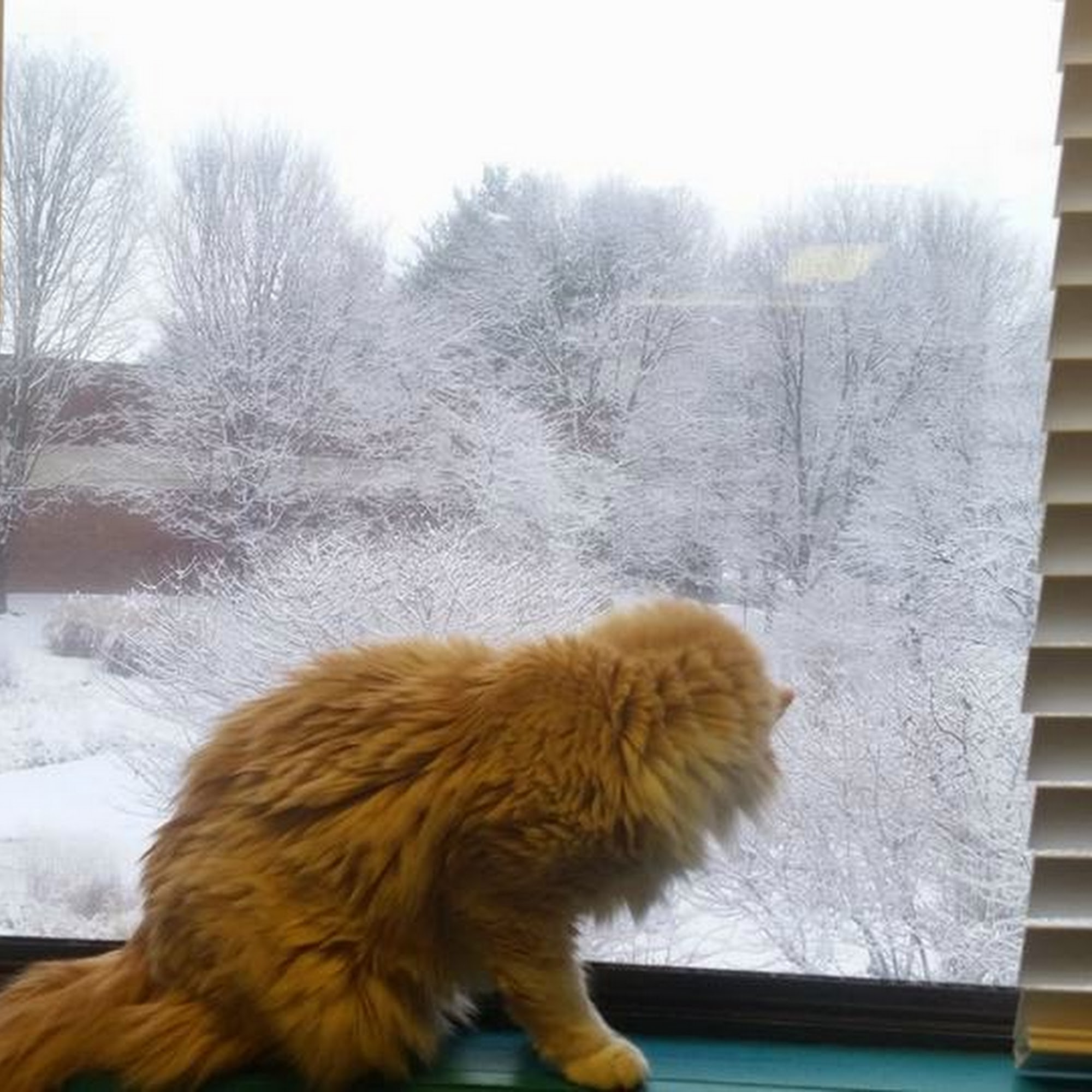 Cat & Dog Hospital of Columbia Columbia