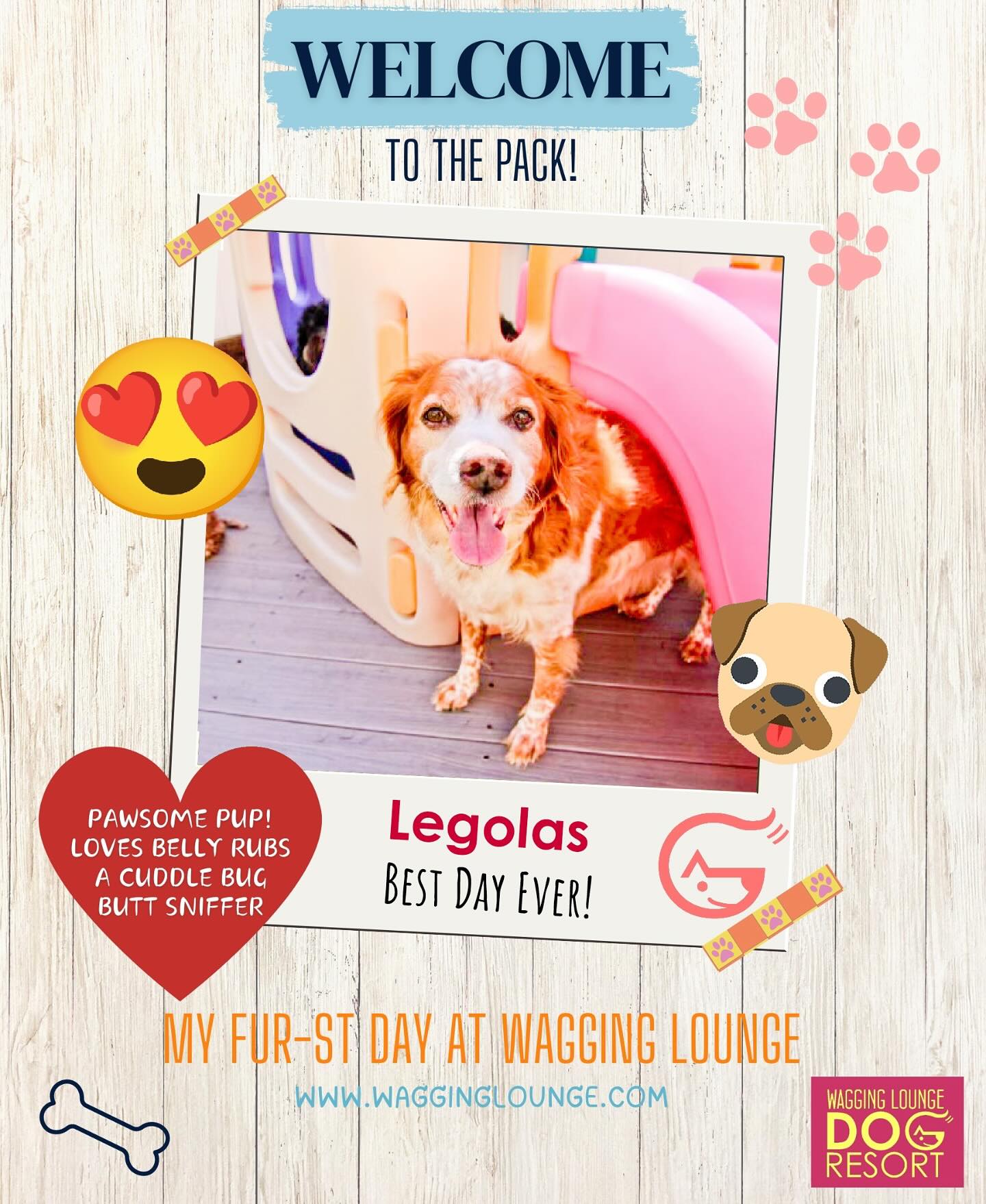 Wagging Lounge Dog Resort Columbia