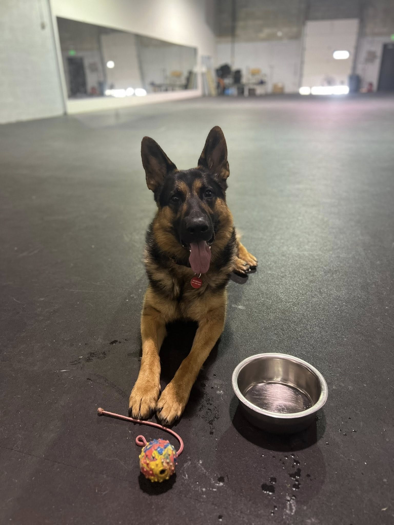 Pups Dog Obedience Training Columbia