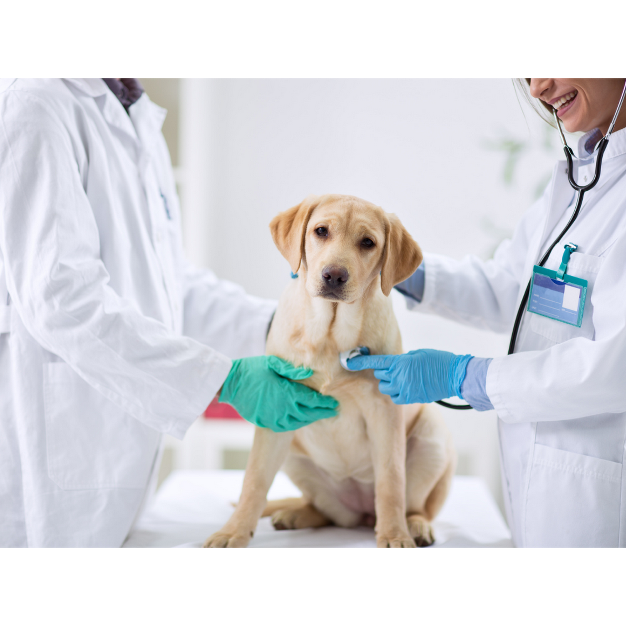 Negola's Animal Care Columbia