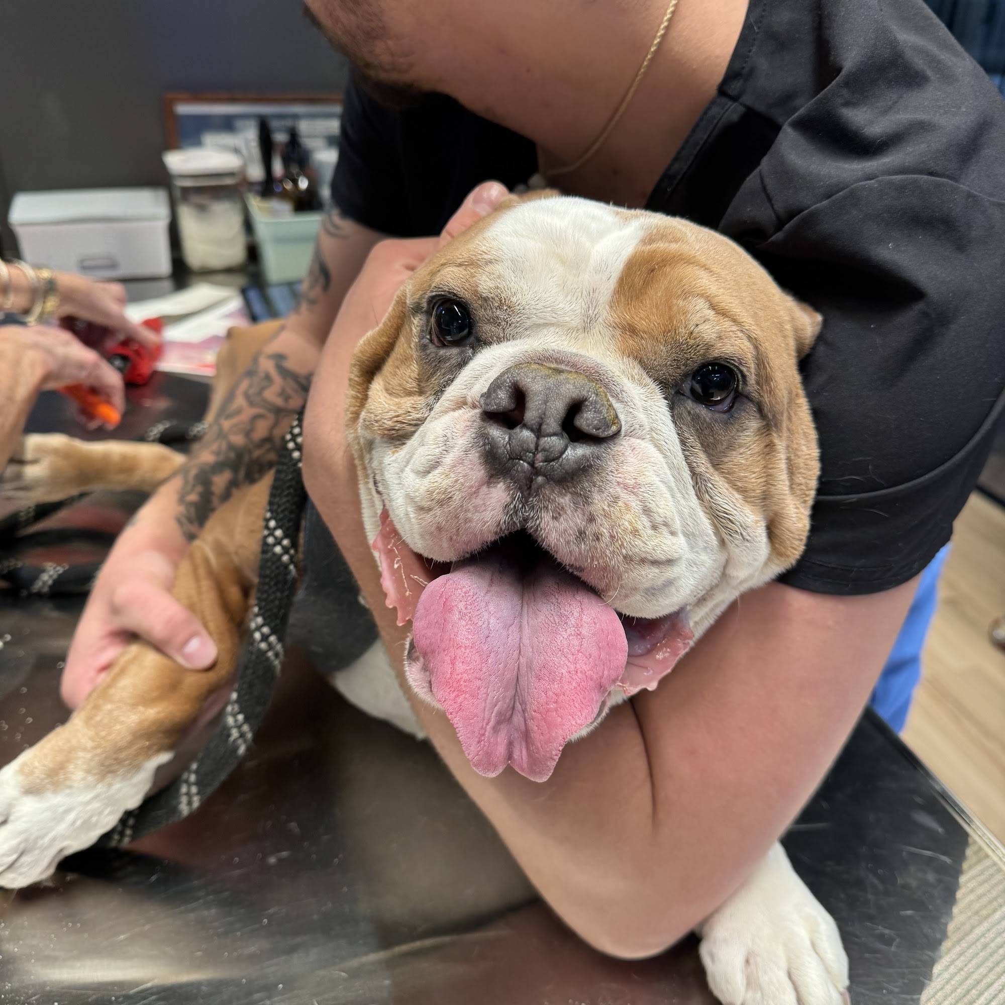 Paws Up Veterinary Columbia