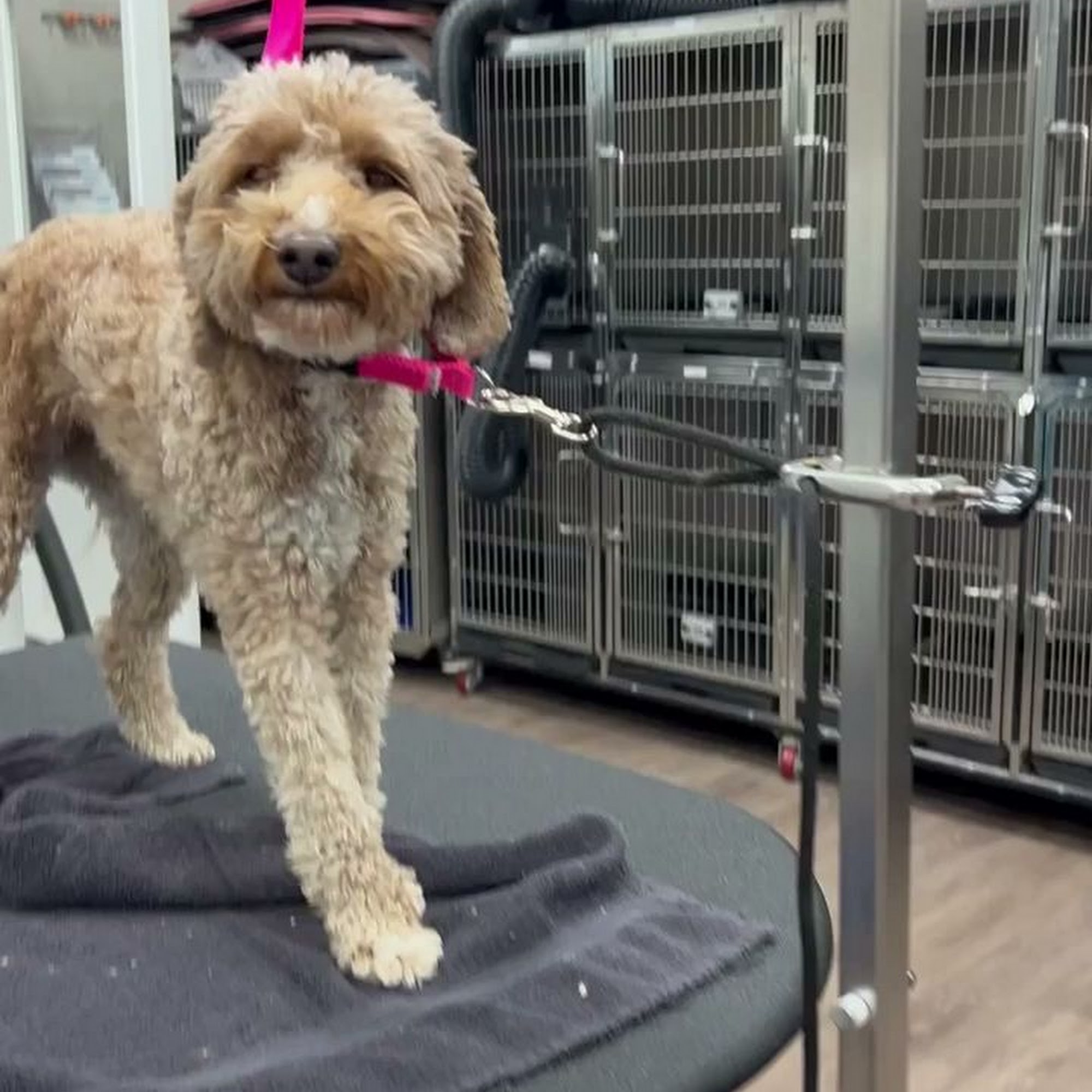 The Sudsy Puppy Crofton