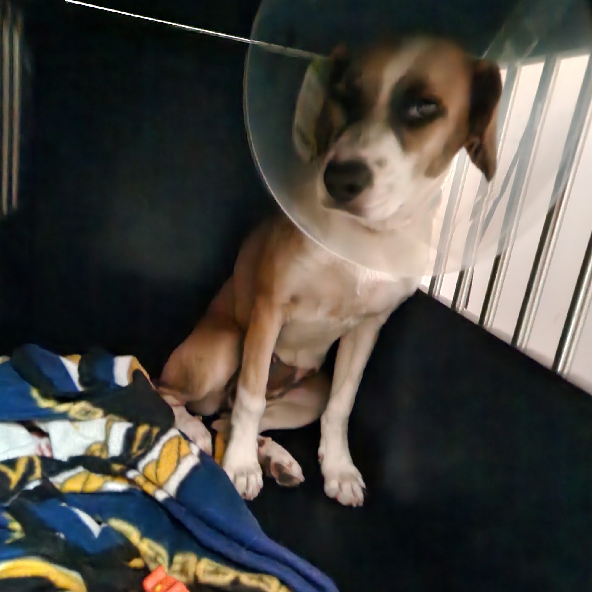 Stepping Stone Animal Society Cumberland