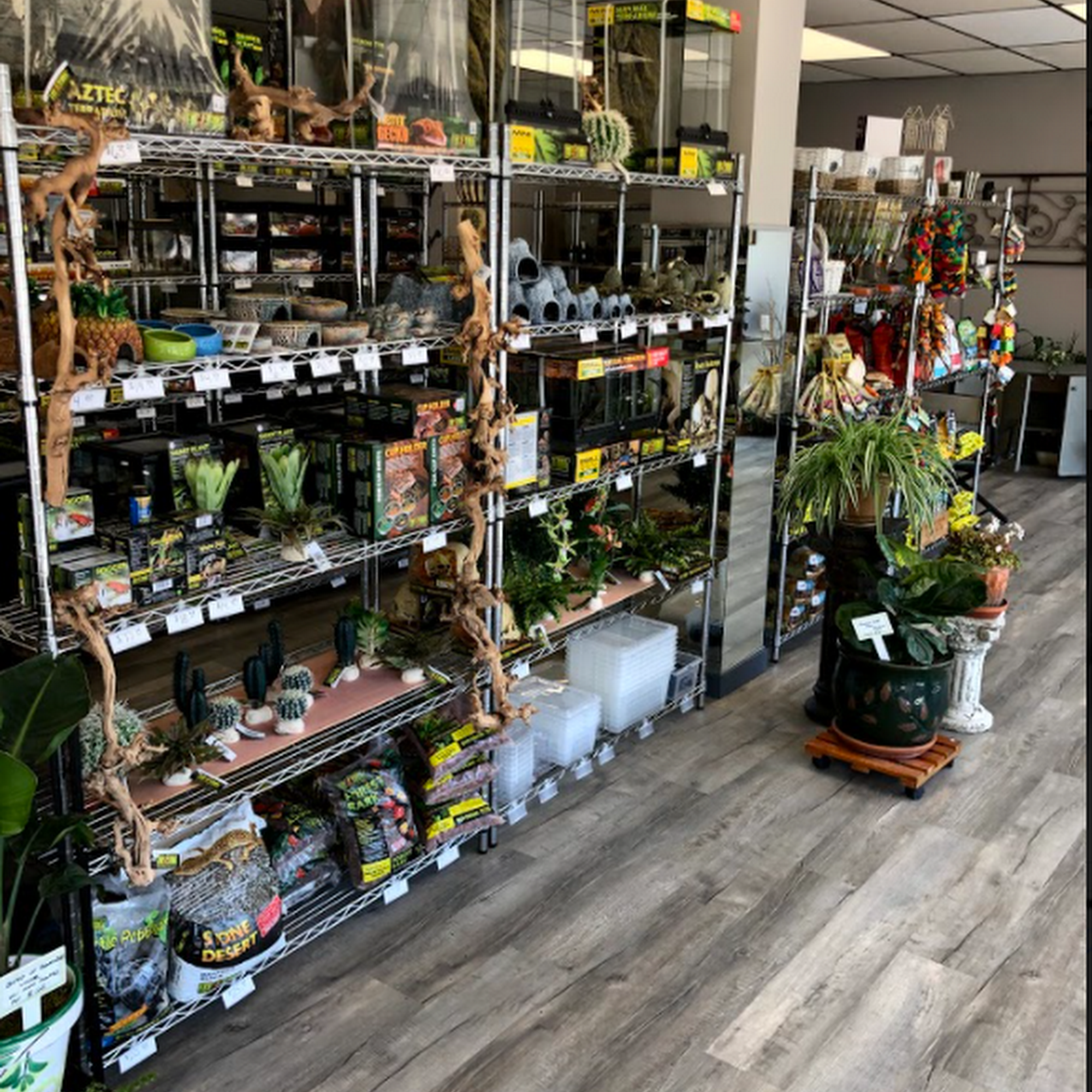 Reptilian Arts Cumberland