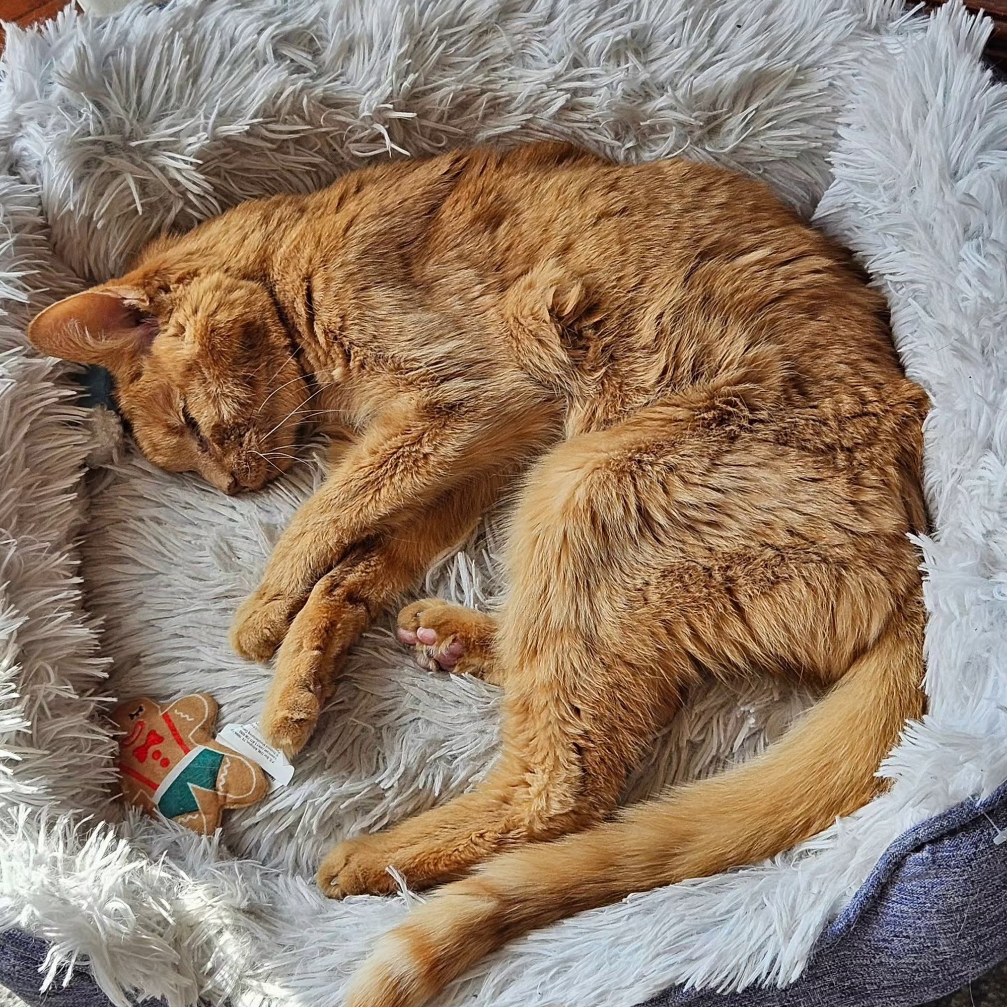 Woodfield Veterinary Clinic Damascus