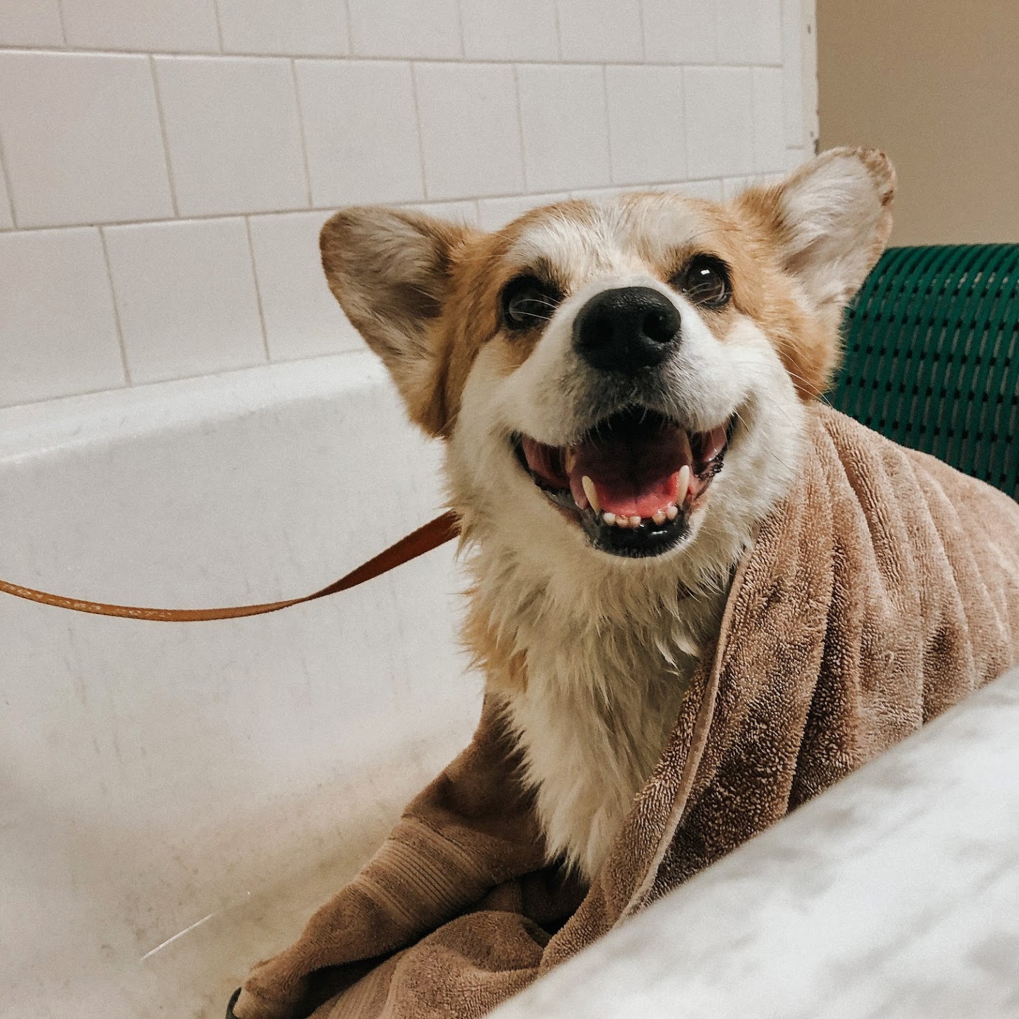 Damascus Veterinary Hospital Damascus