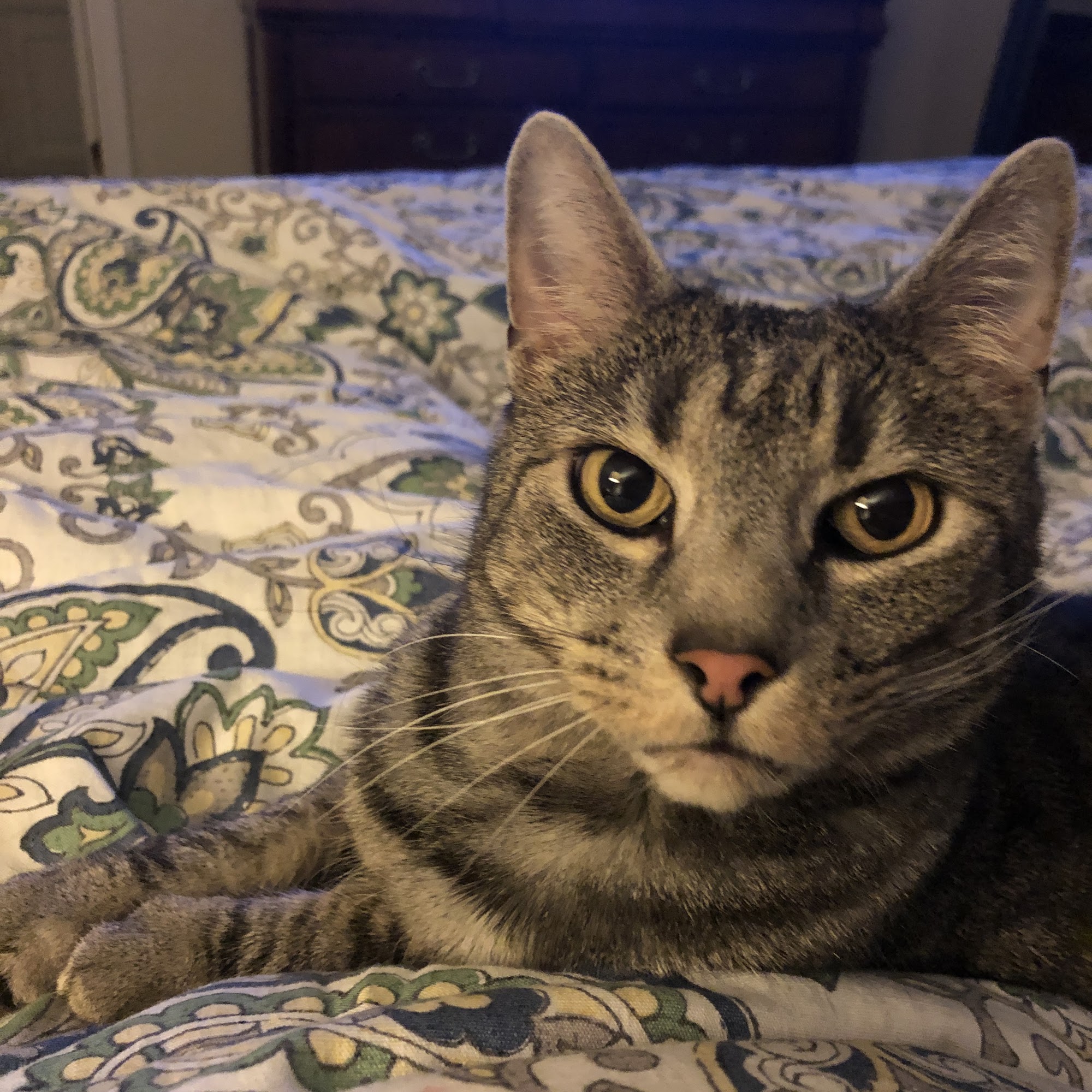 Davidsonville Veterinary Clinic Davidsonville