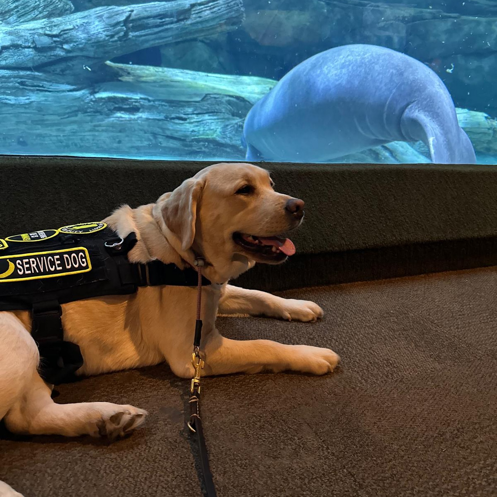 AmericanK9 Dog Training, LLC Davidsonville