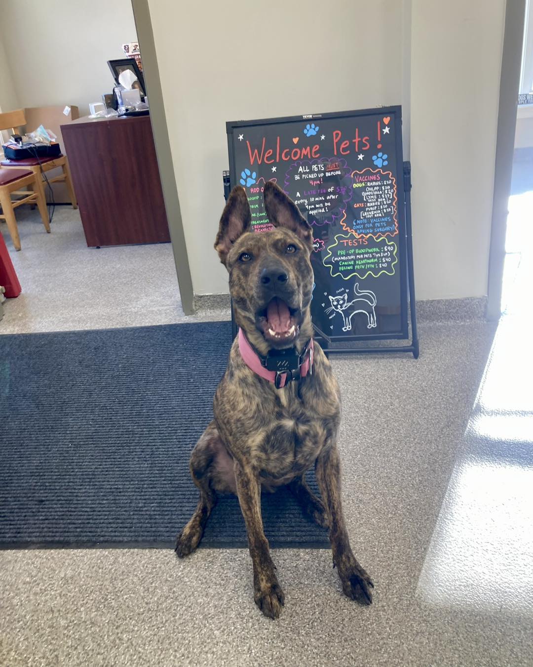 Spay Spa & Neuter Nook Davidsonville