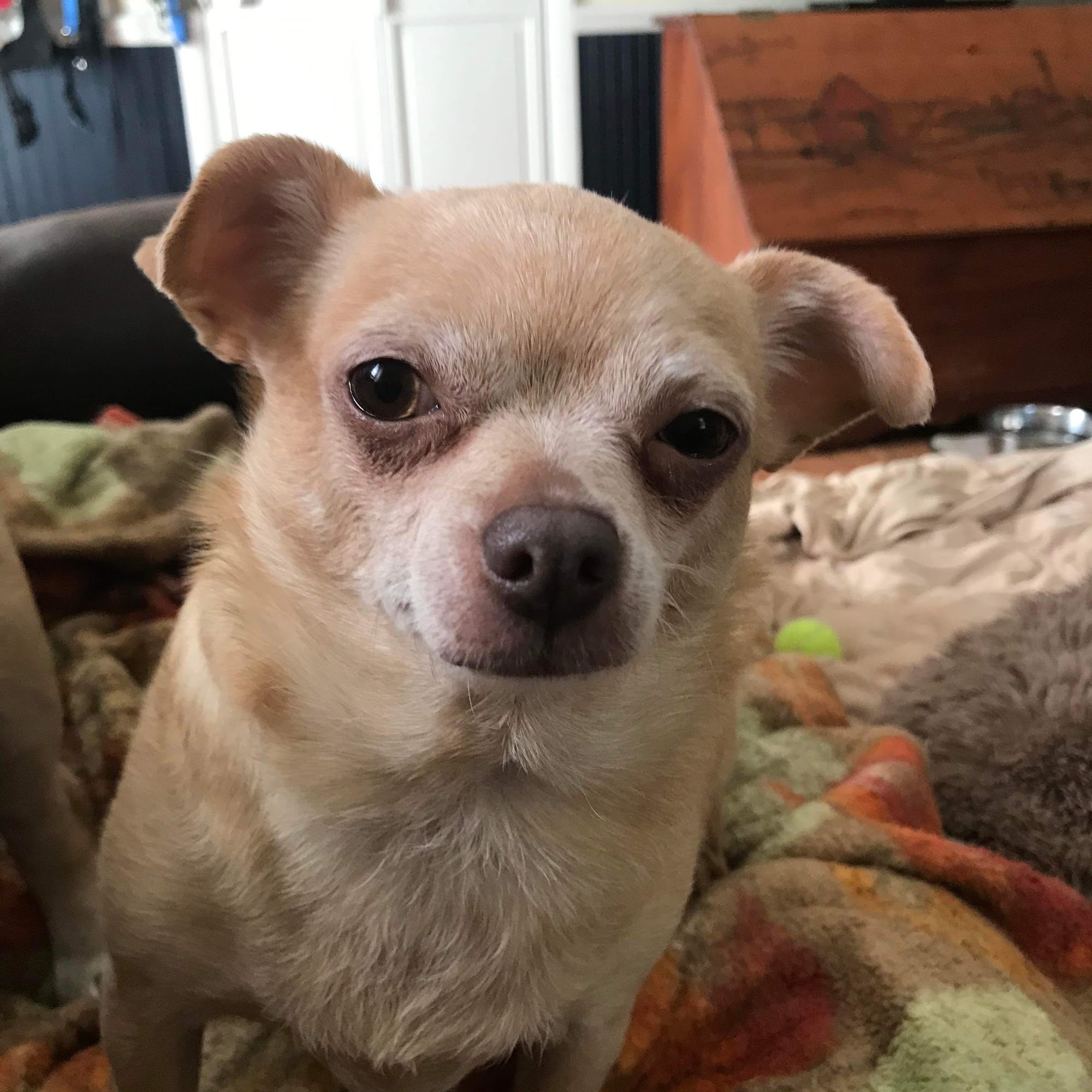 Denton Animal Hospital Denton