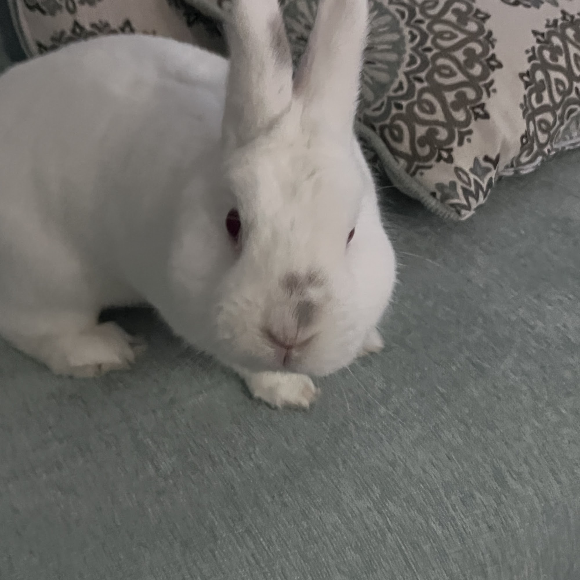 Montgomery County Animal Services and Adoption Center Derwood