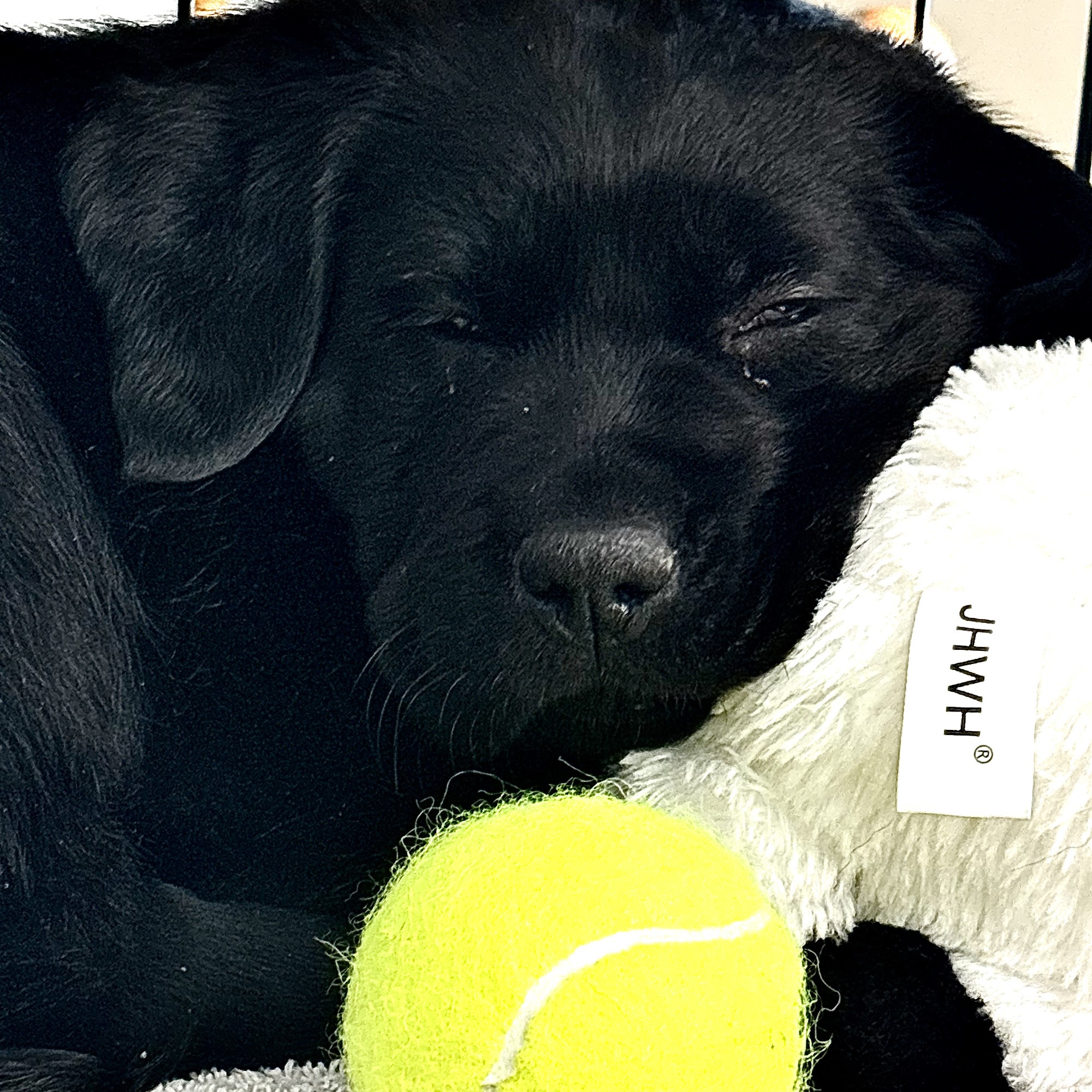 Dunkirk Animal Hospital Dunkirk