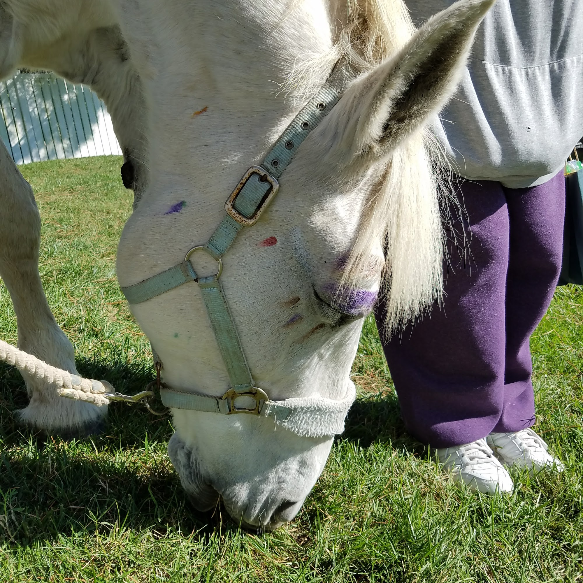 Veterinary Medical Center Easton