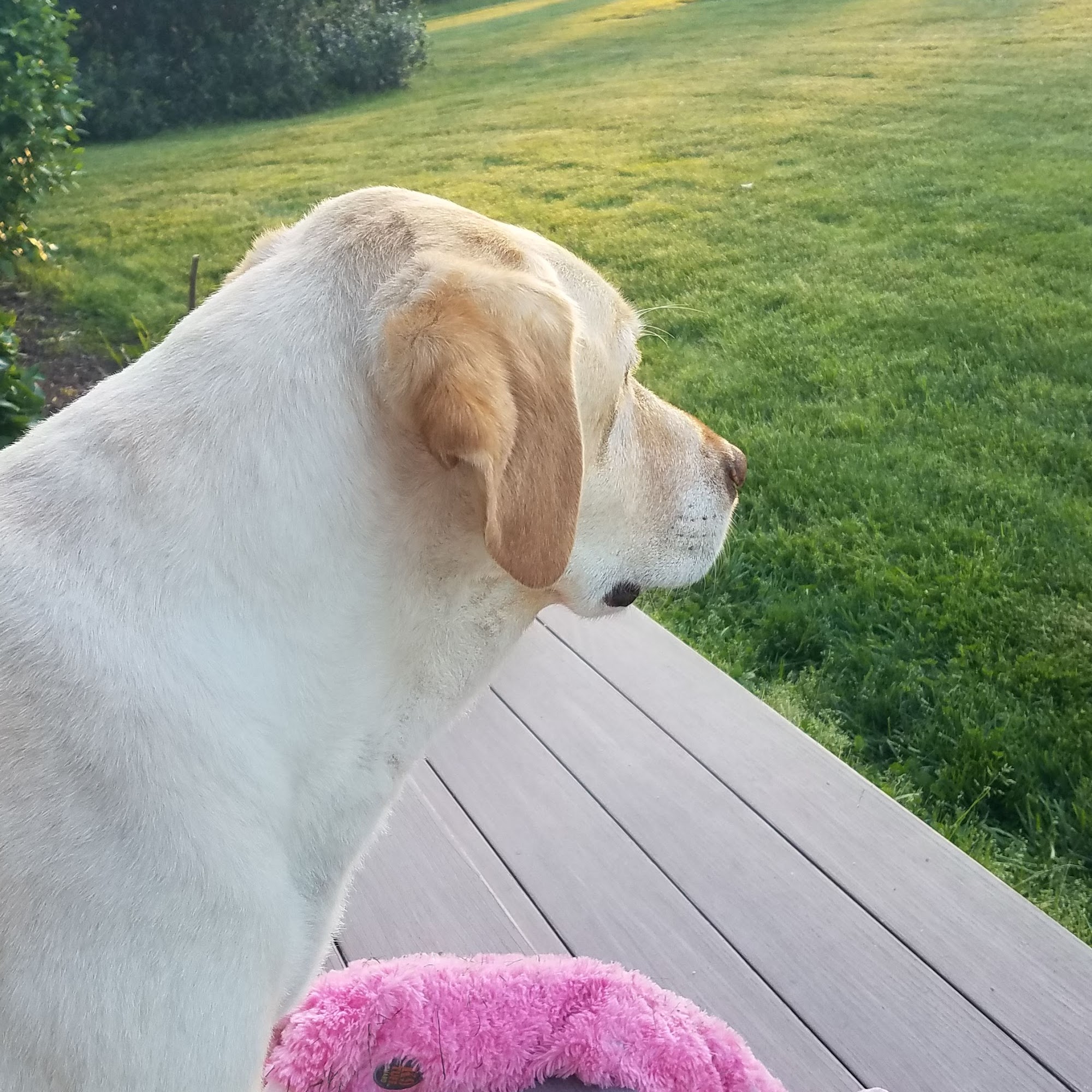 Animal Clinic of Talbot Easton