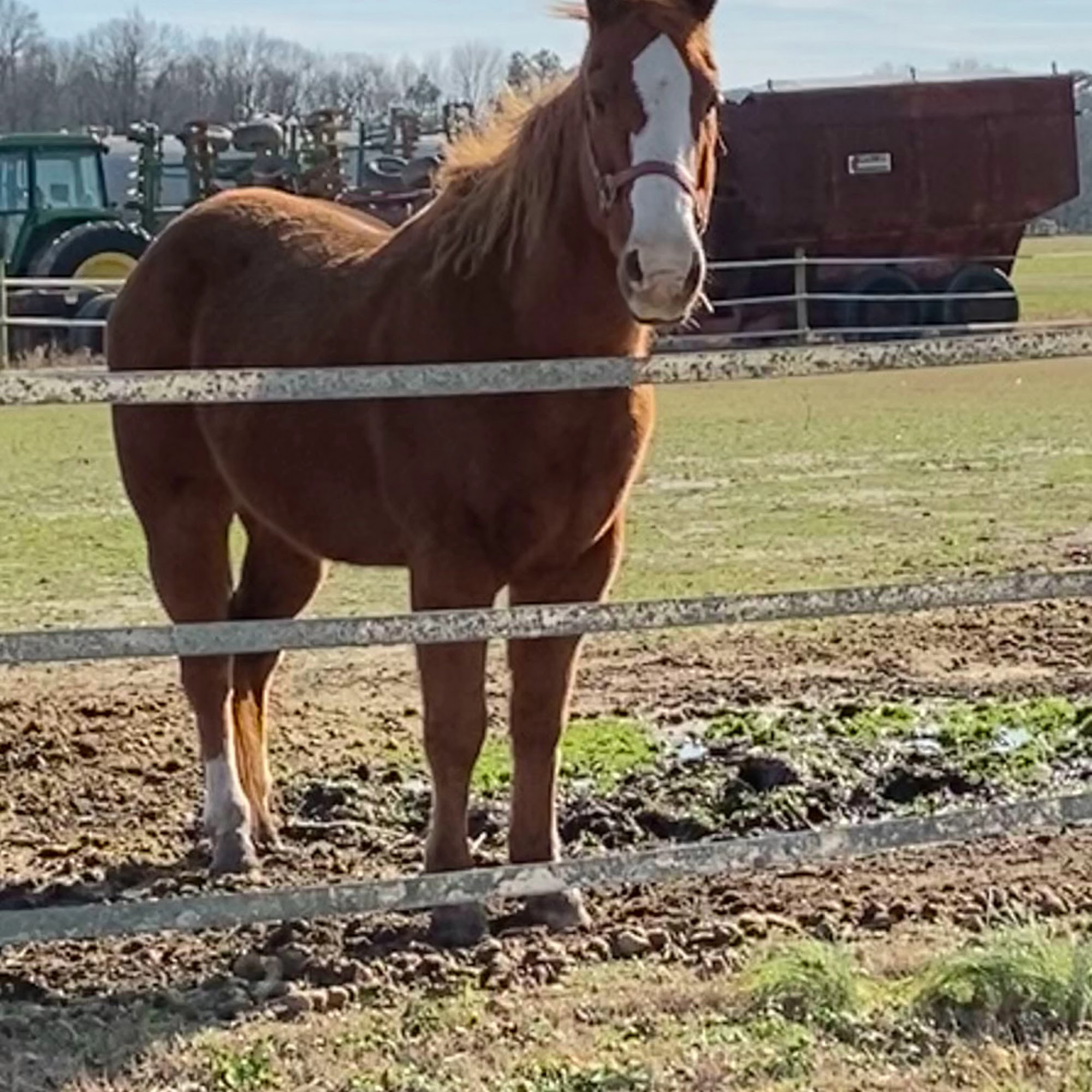 Midshore Veterinary Service Easton