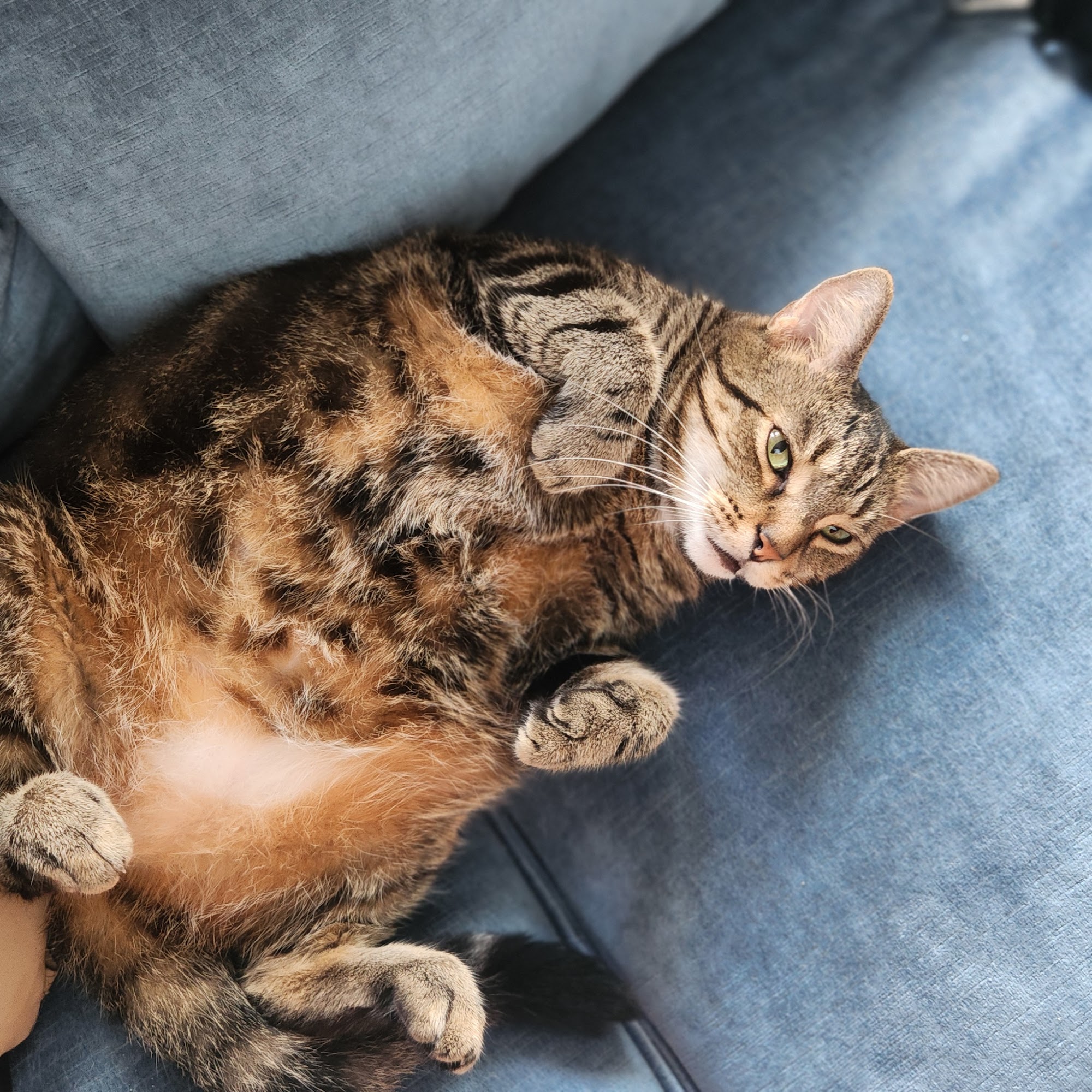 Talbot Humane Society Inc Easton