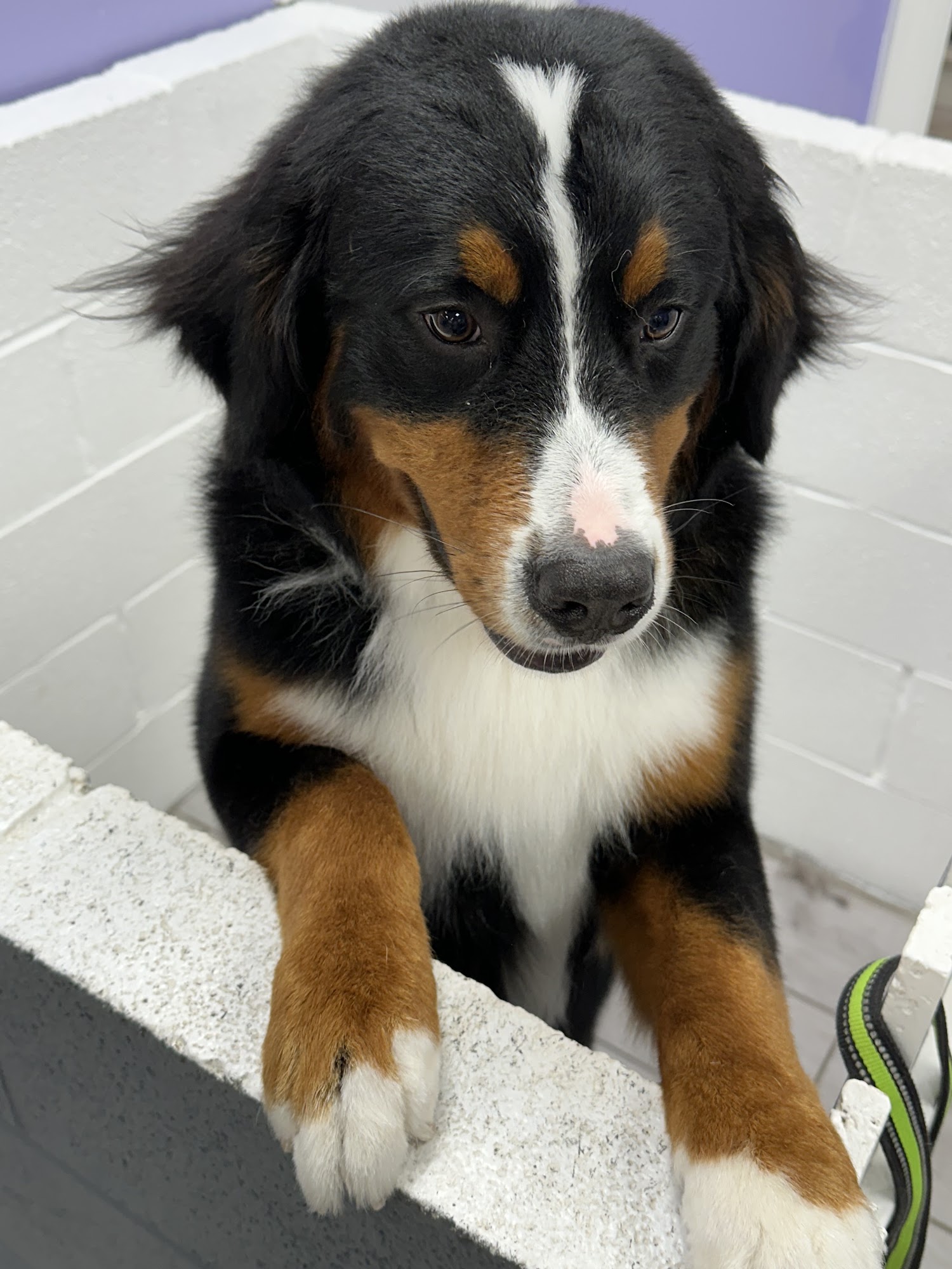 Paw Prints Grooming Spa LLC Easton