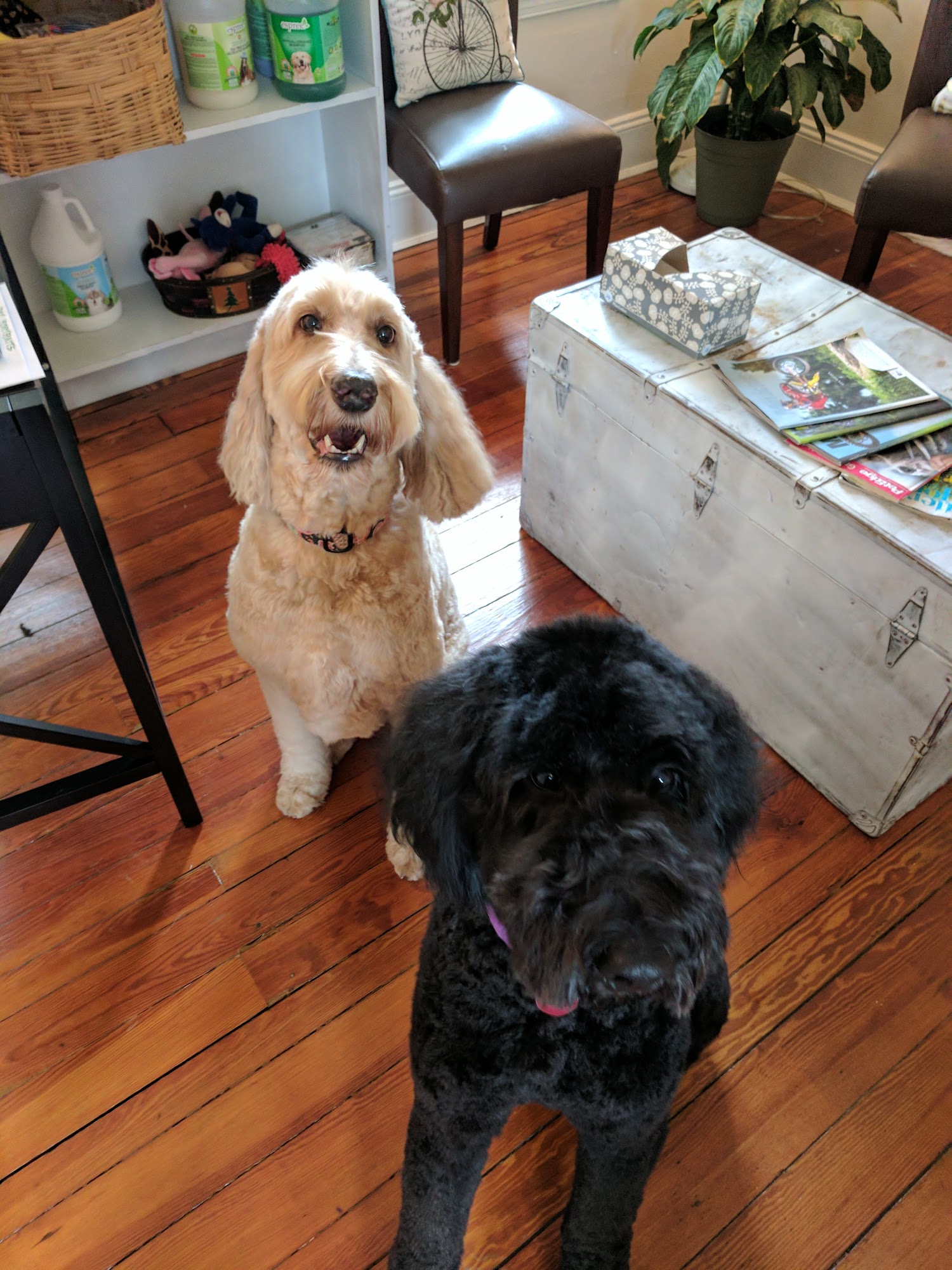 Bright Eyed & Bushy Tailed Grooming Easton