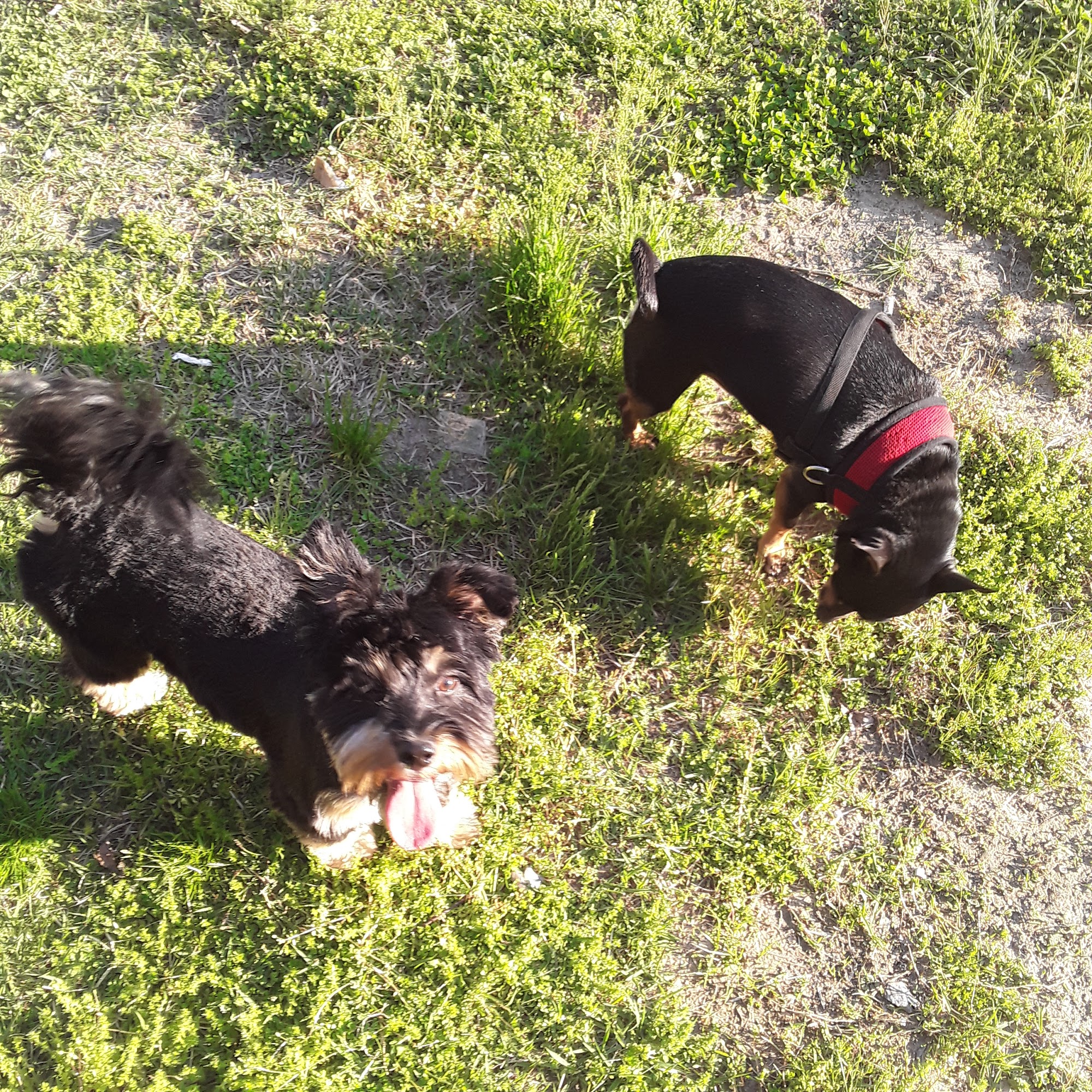 Kevertin Pet Resort Easton