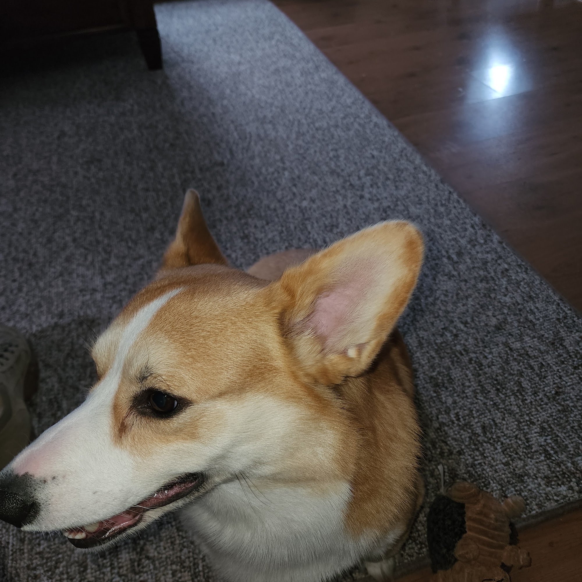 Hillside Animal Hospital Eckhart Mines