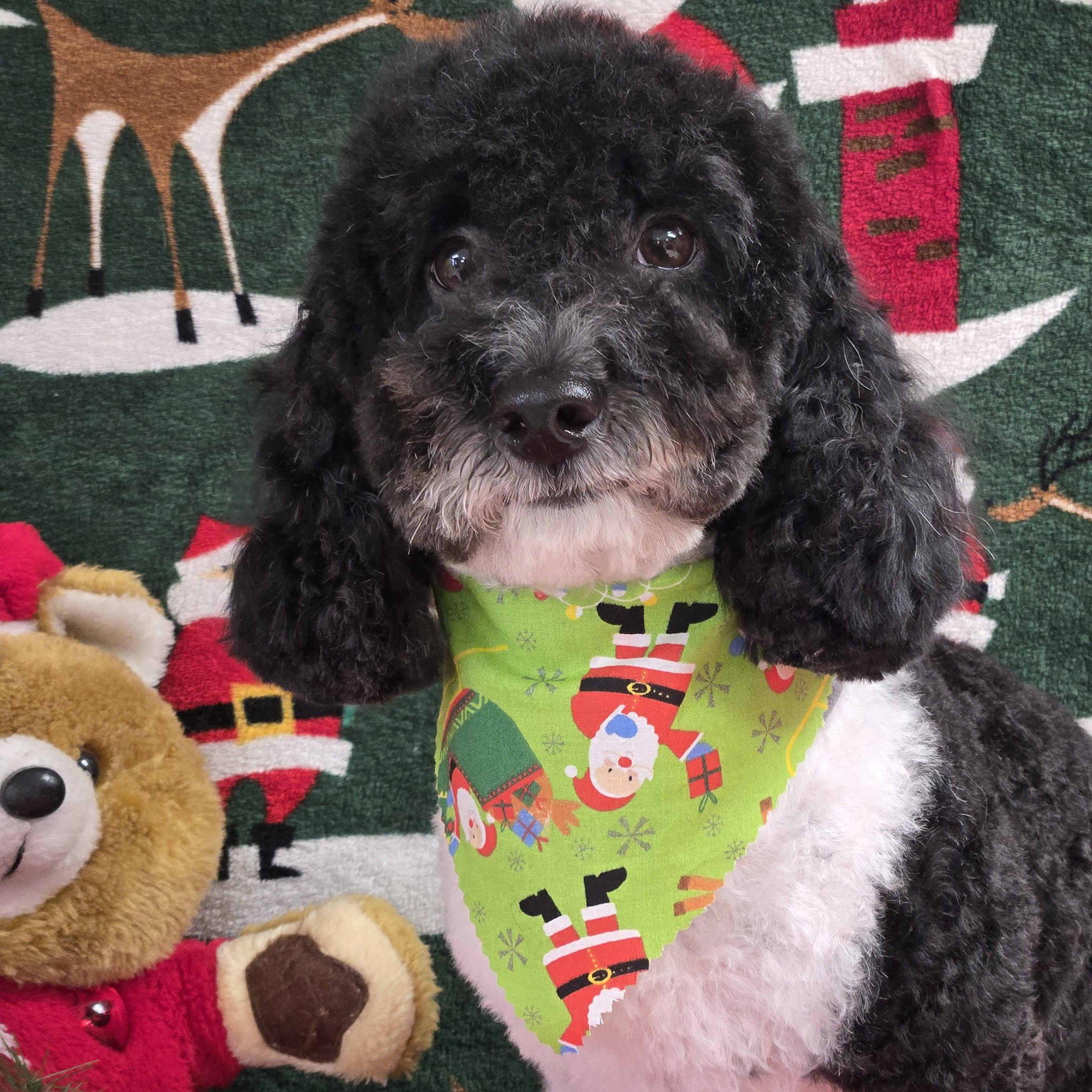 Hillside Pet Hotel & Boutique Eckhart Mines