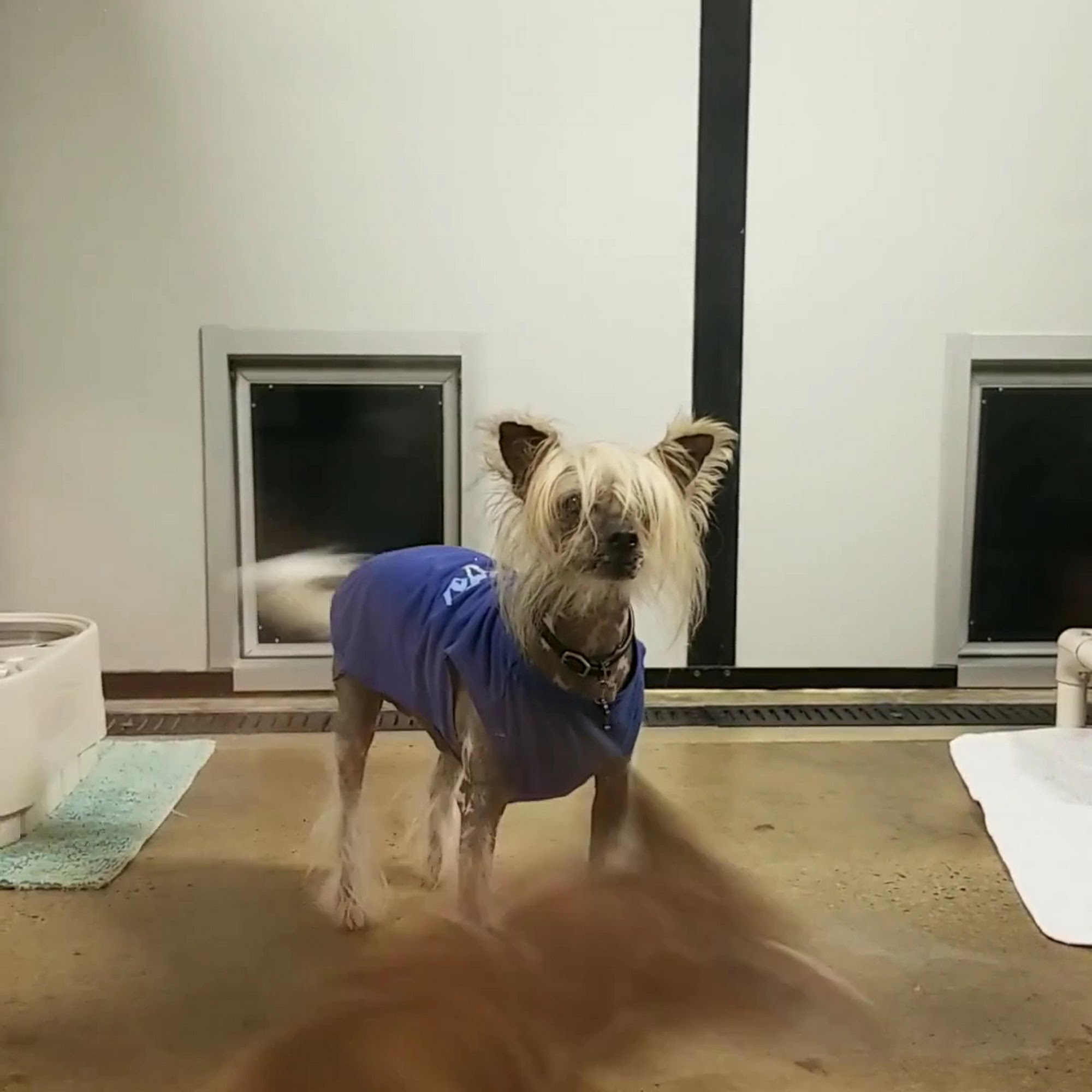 Luna's House Animal Care & Edu Edgewood