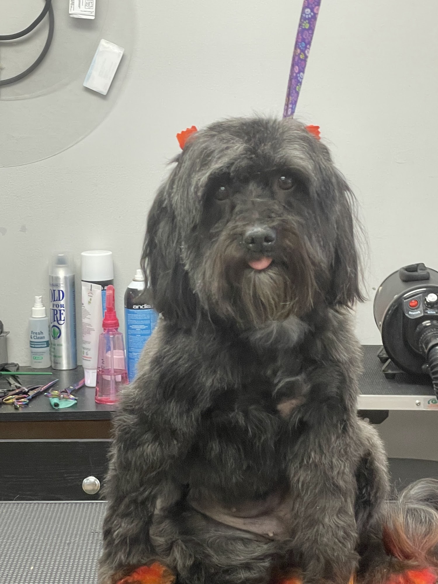 Shannon's Pretty Paws Edgewood