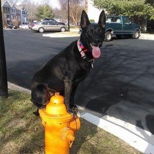 Off Leash K9 Training Maryland Elkridge