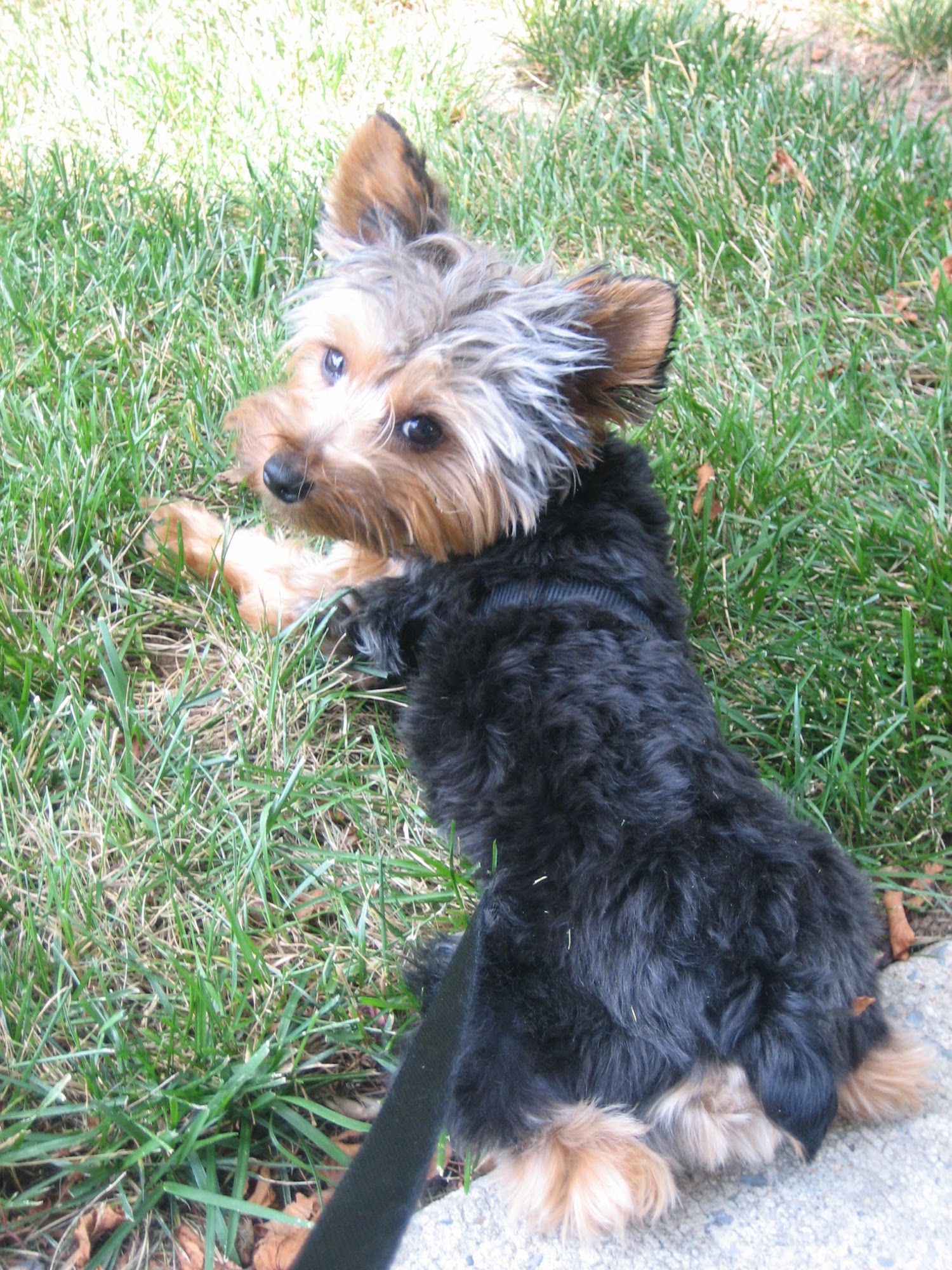 Love Those Paws Elkridge