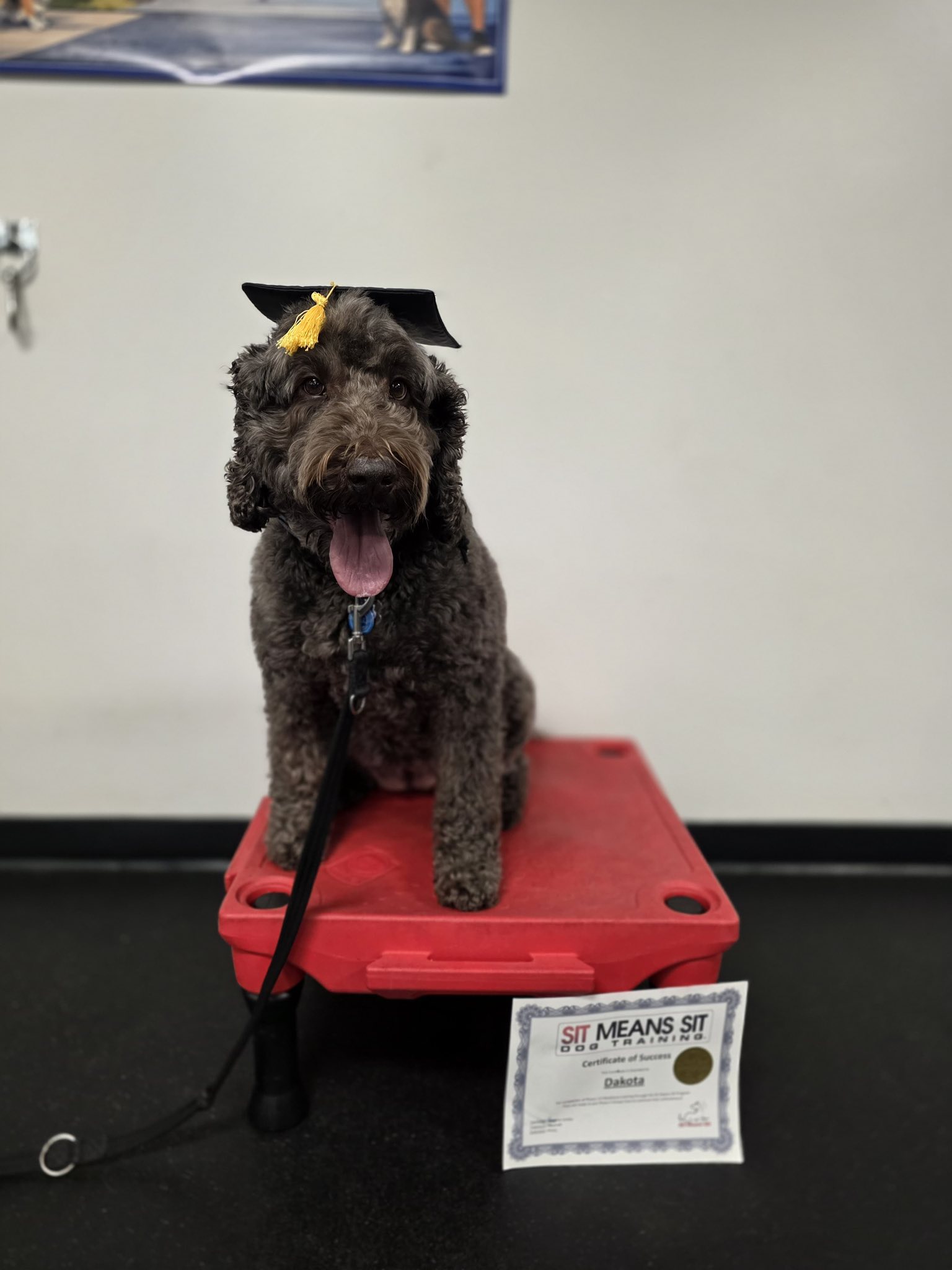 Sit Means Sit Dog Training Elkton-Delaware Elkton