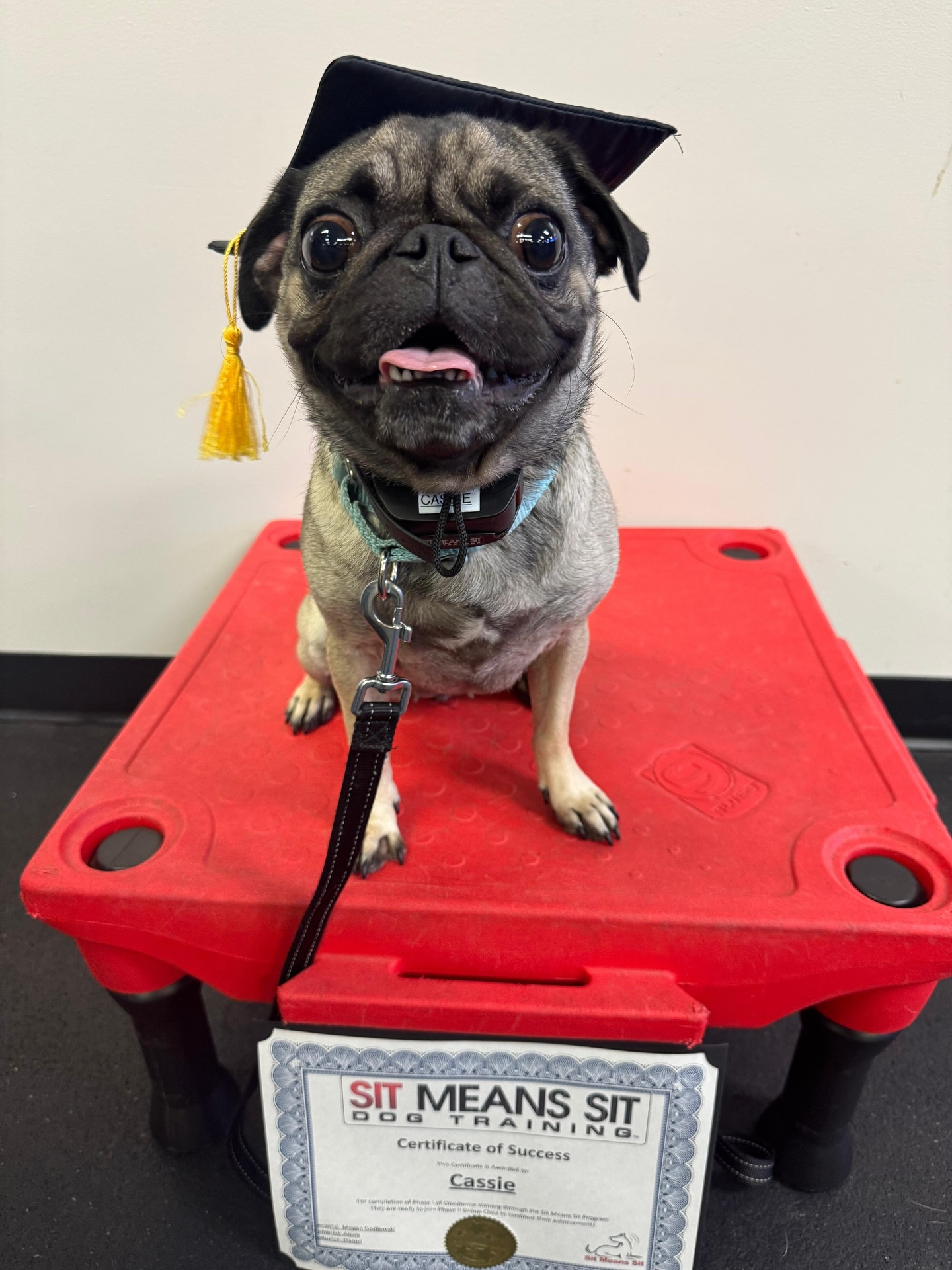 Sit Means Sit Dog Training Elkton-Delaware Elkton