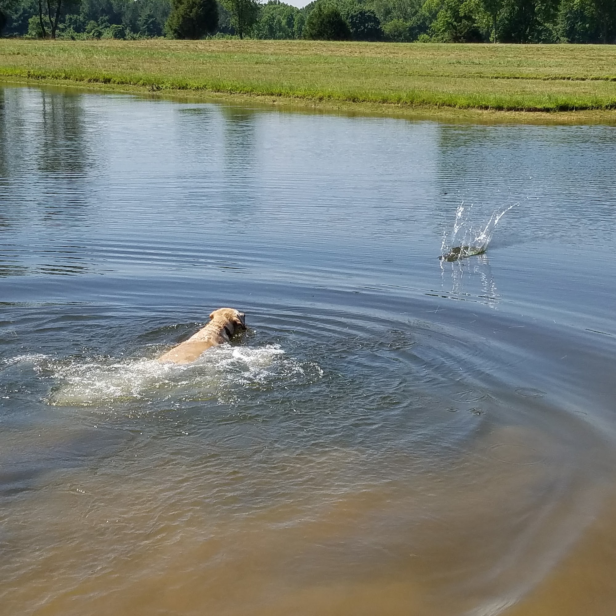 Rebel Ridge Farms Inc Elkton