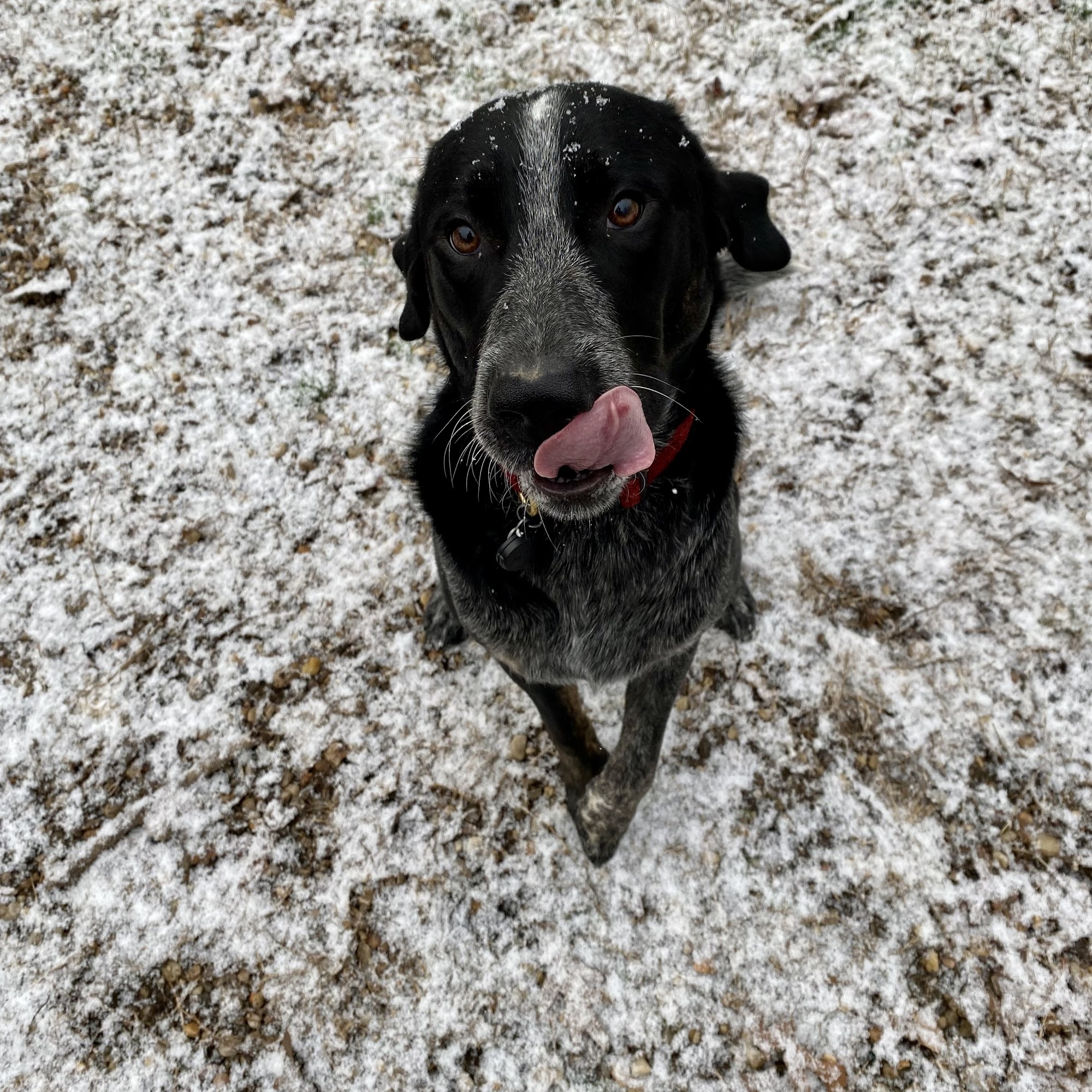 Timberview Kennels Elkton