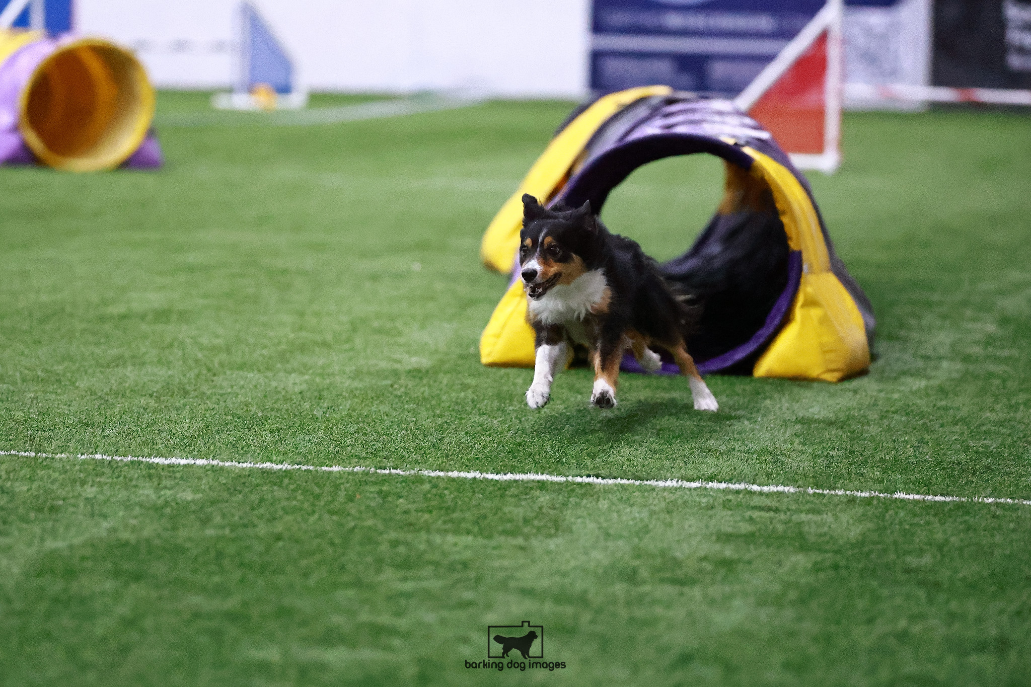 Get Rev'd Agility Elkton