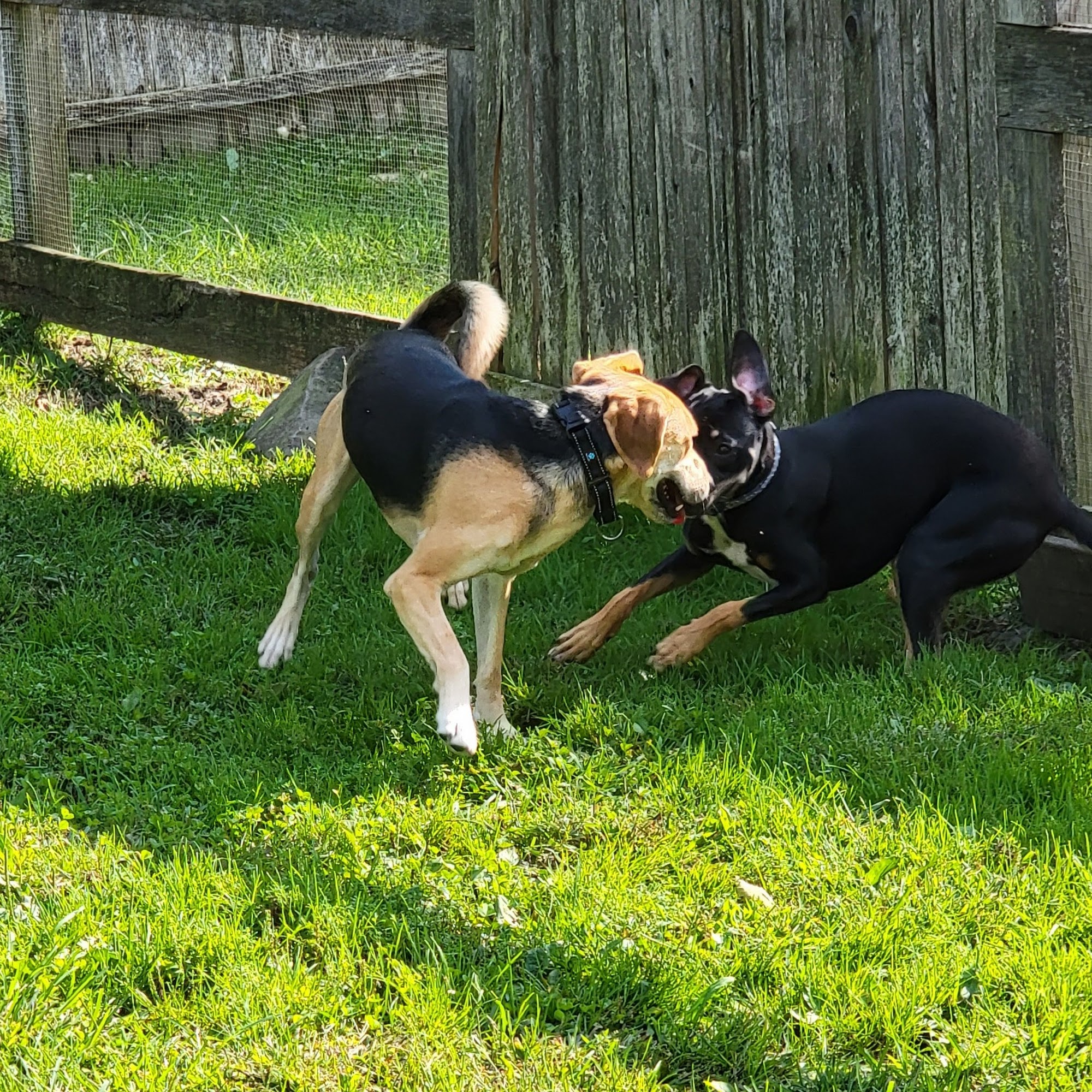 Happy Tails Pet Care Family Elkton