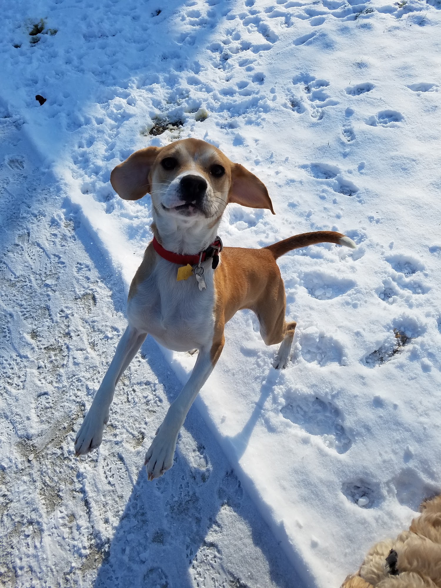 Happy Tails Pet Care Family Elkton