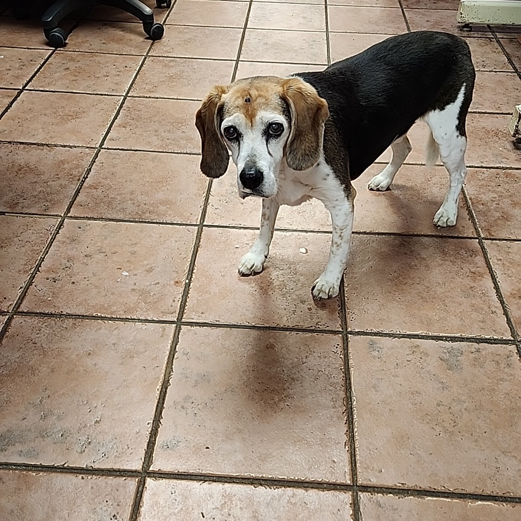 Twin Oak Animal Hospital Ellicott City