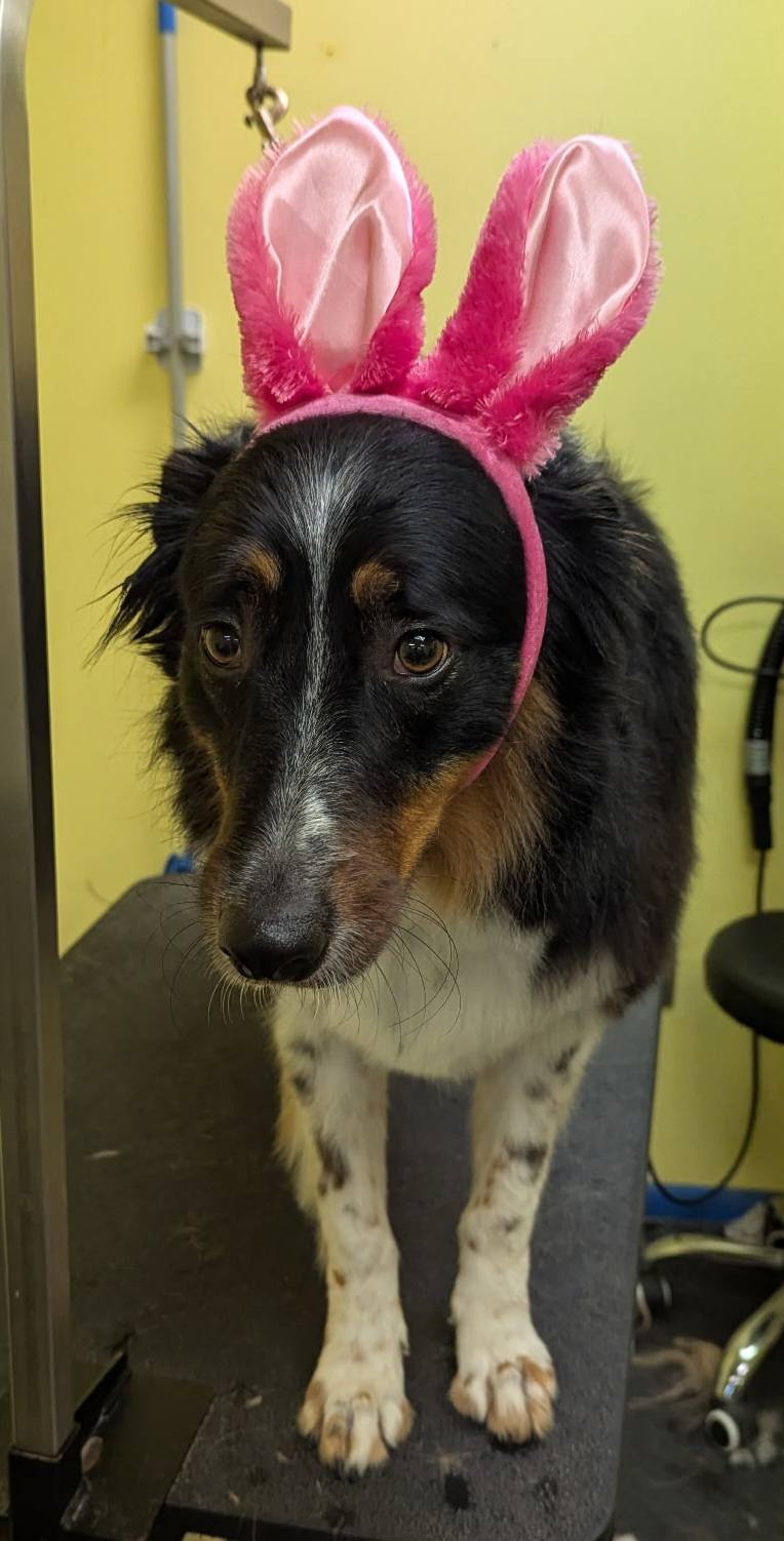 The Dog Wash Ellicott City