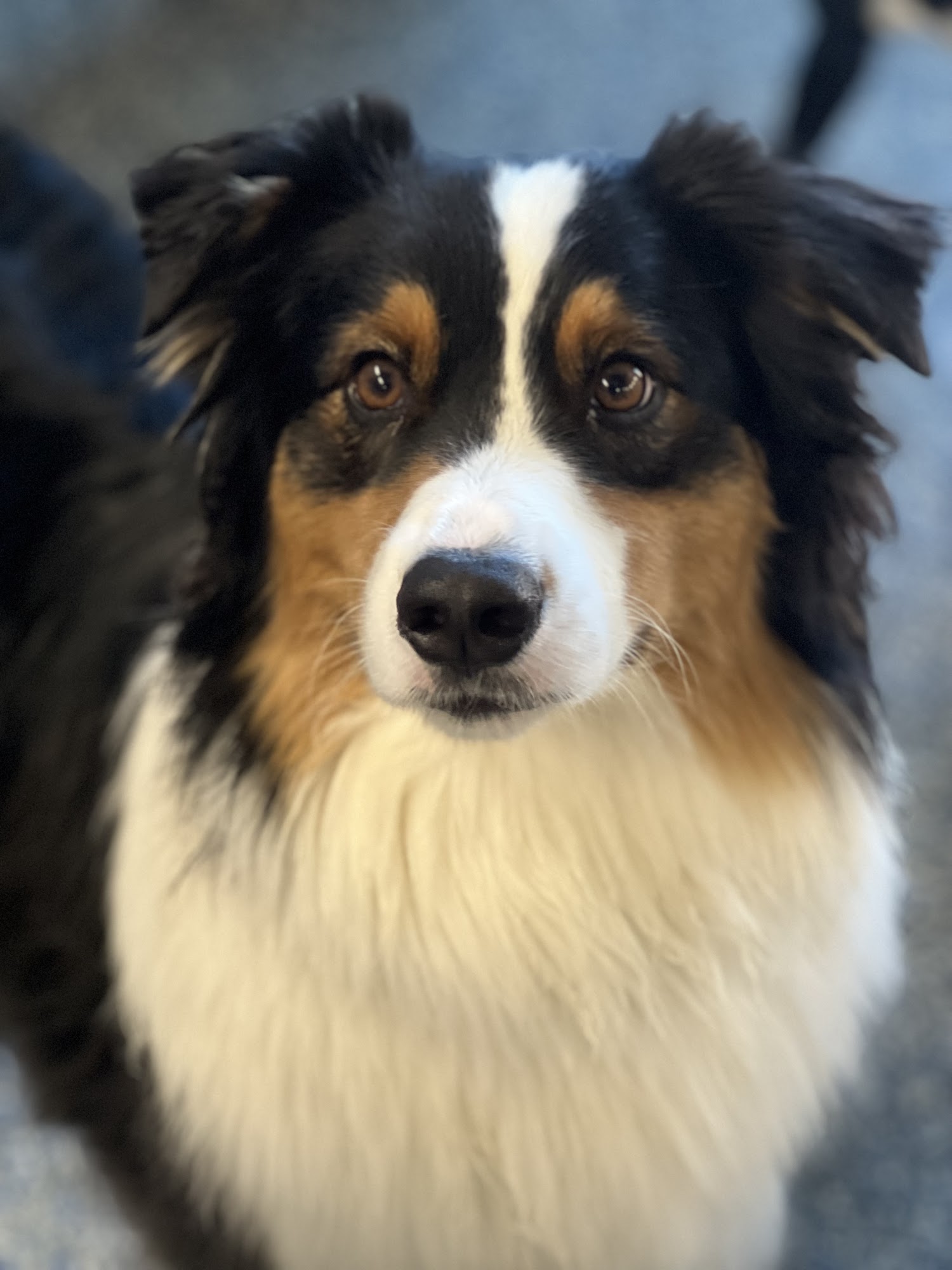 Happy Dog Care Ellicott City