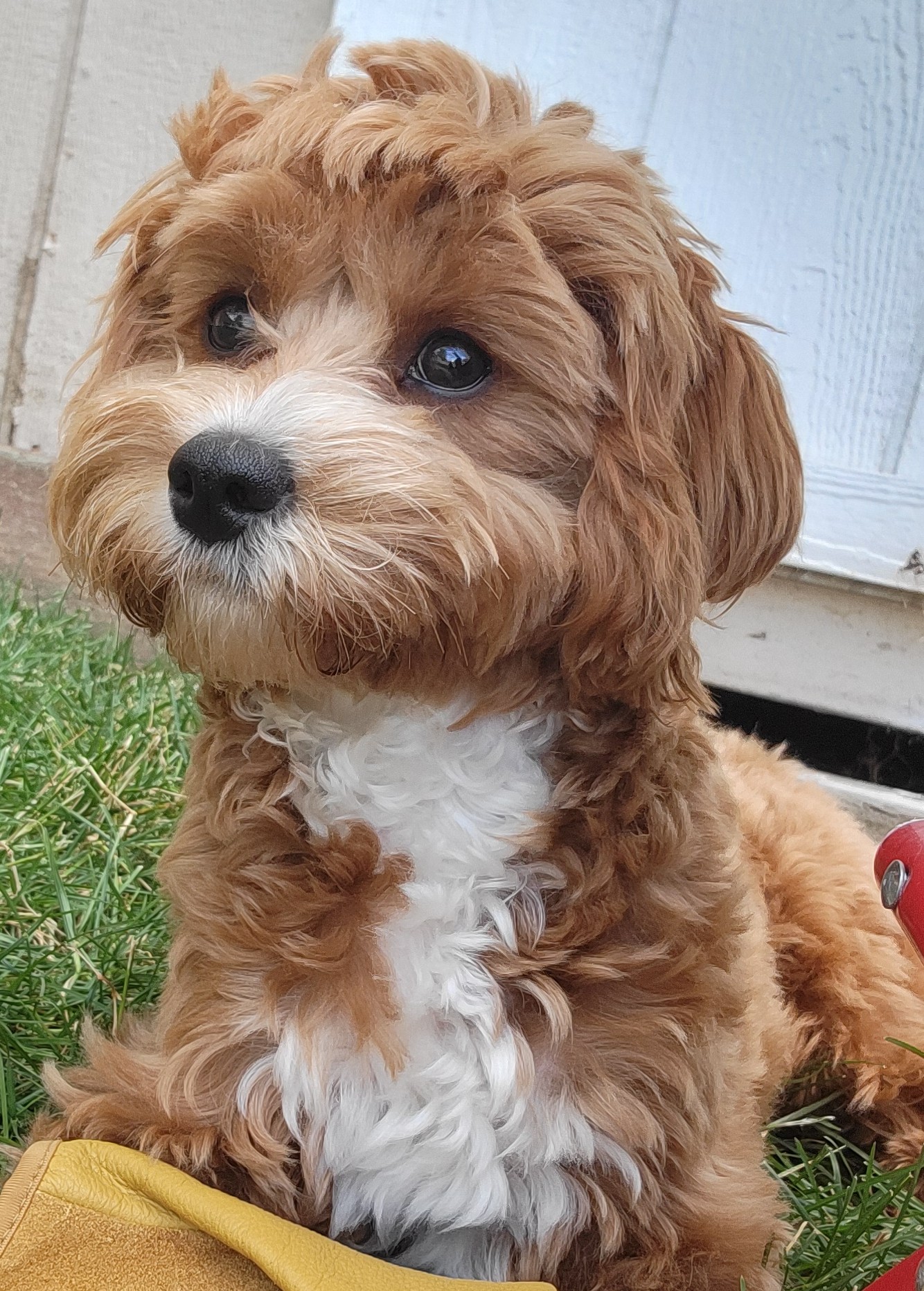 Emmitsburg Veterinary Hospital Emmitsburg