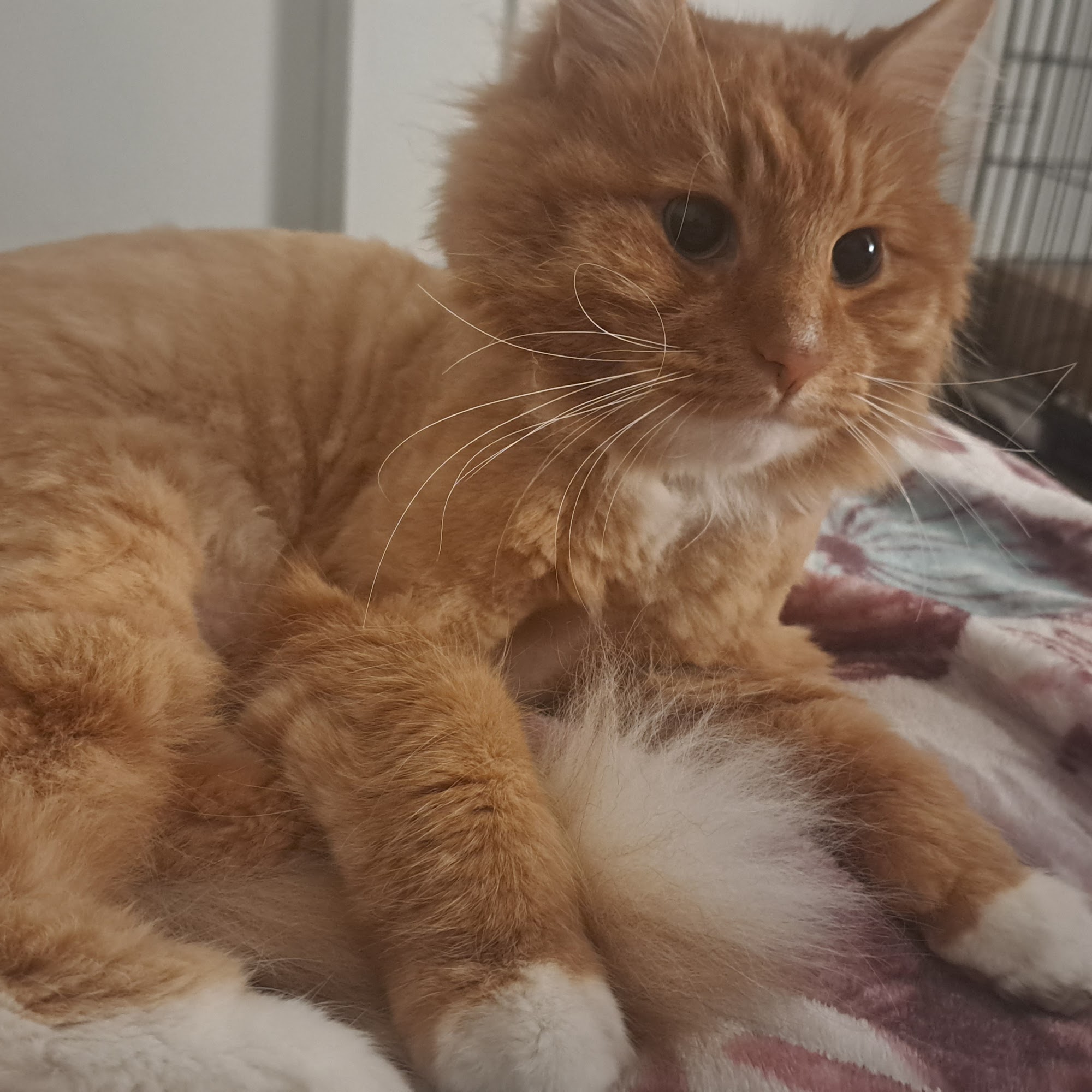 Emmitsburg Veterinary Hospital Emmitsburg