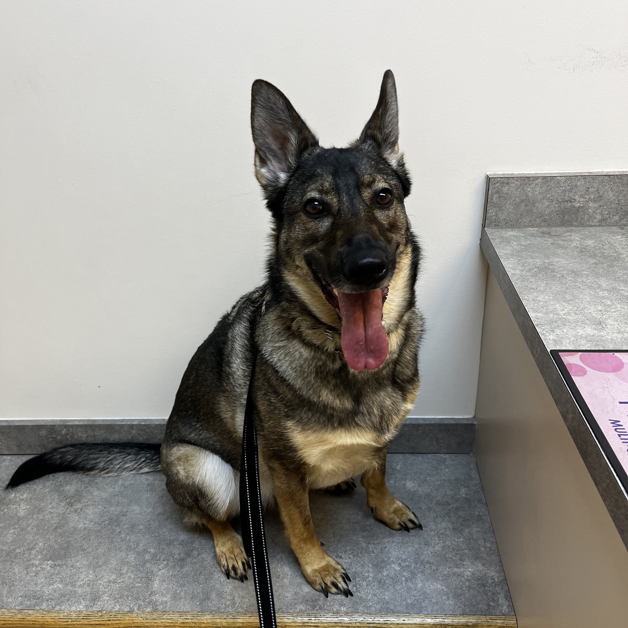 Fallston Veterinary Clinic Fallston