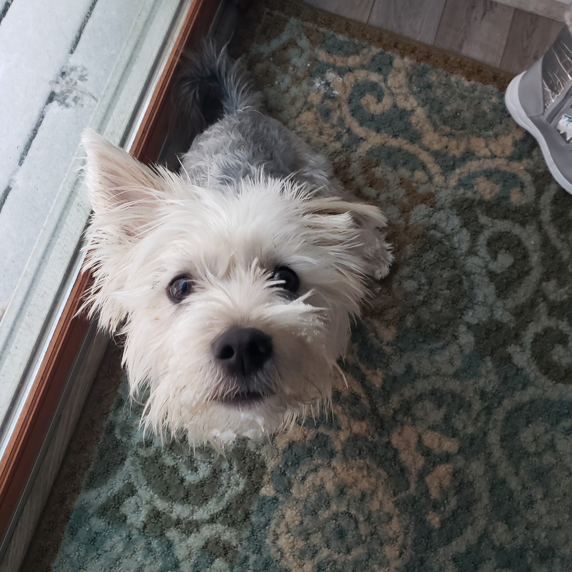 Pleasantville Animal Hospital of Fallston Fallston