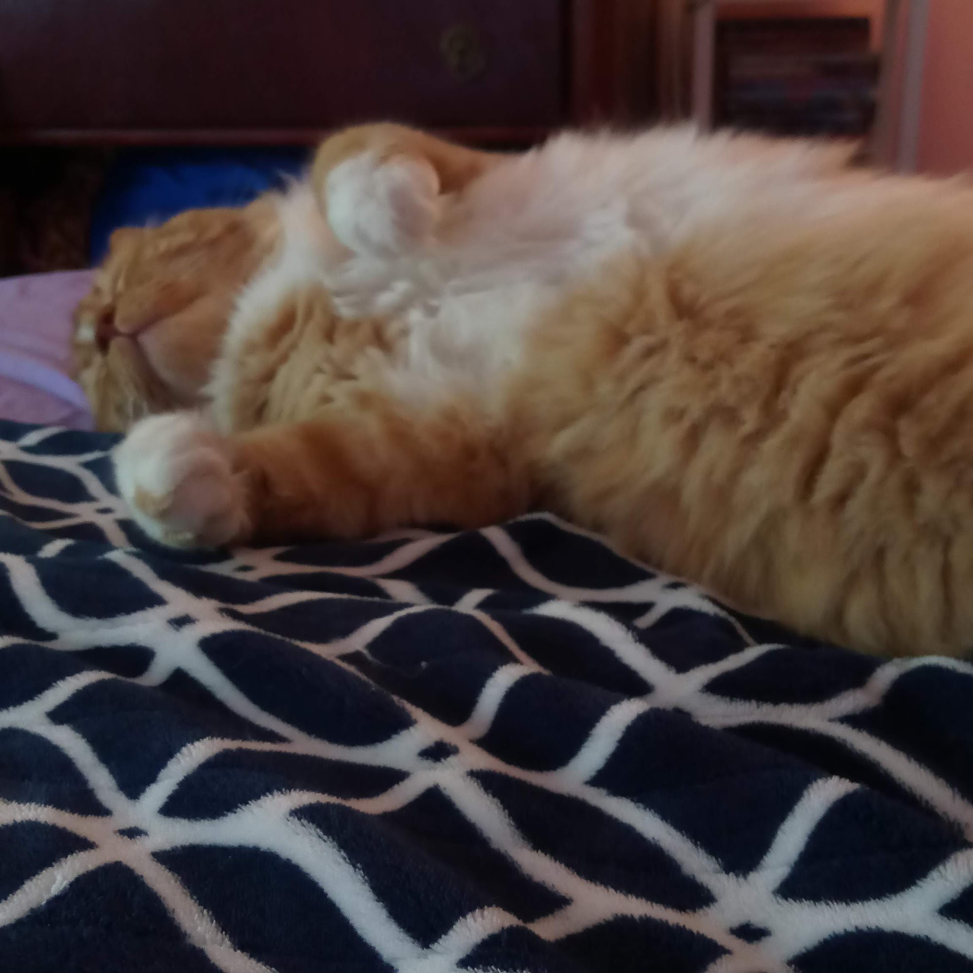 Rolling Hills Animal Hospital Finksburg