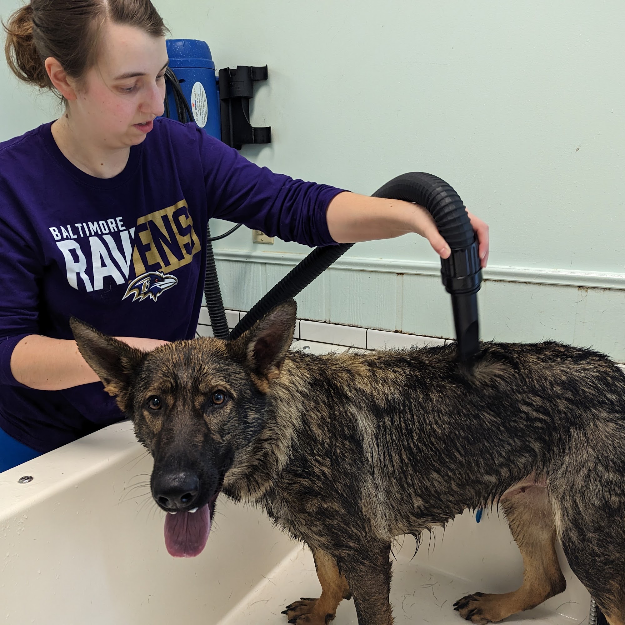 4 Paws Spa and Training Center Forest Hill