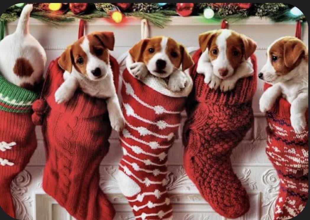 Home Sweet Home Dog Grooming Forest Hill