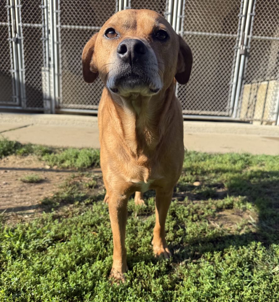 Hickory Kennels Forest Hill